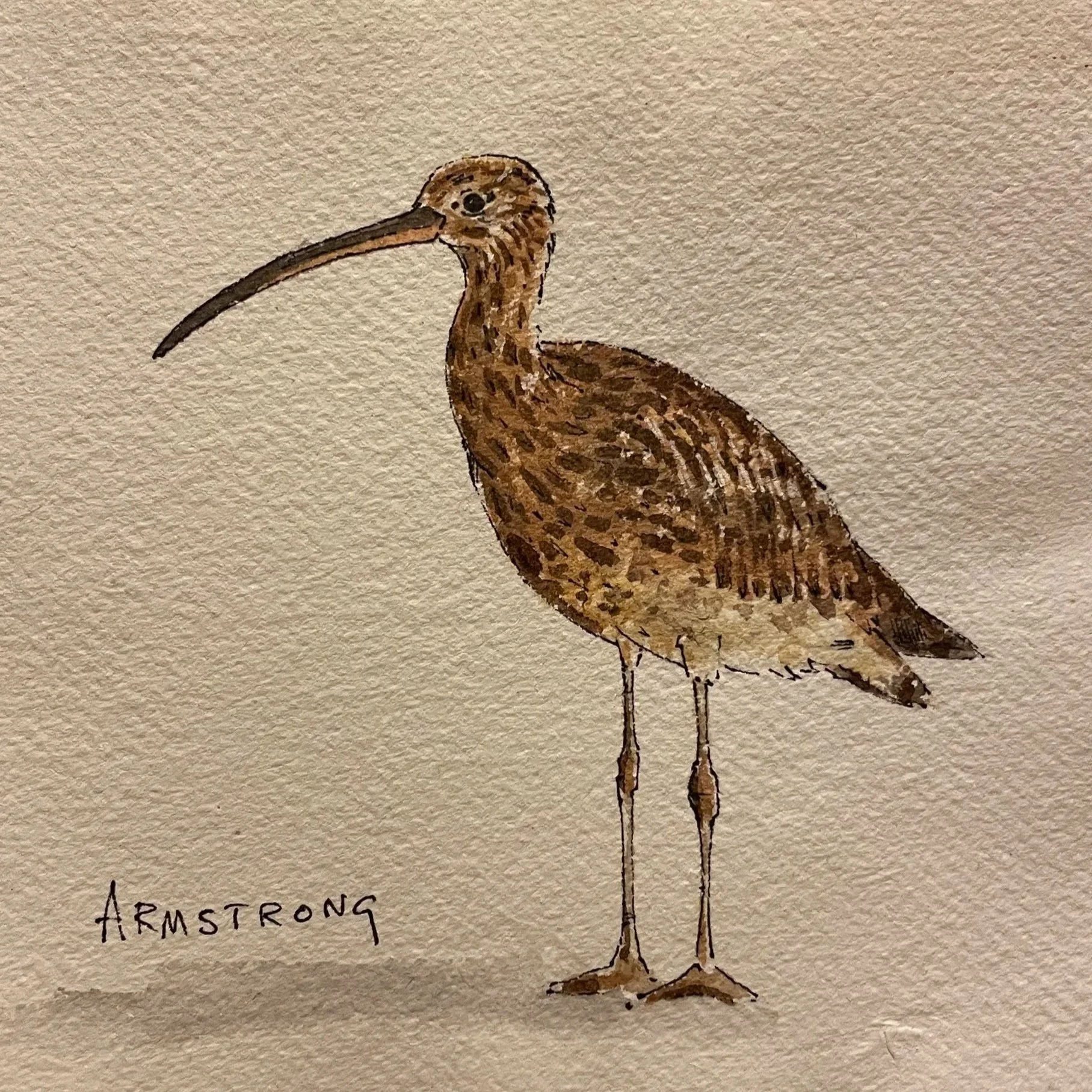 curlew+1.jpg