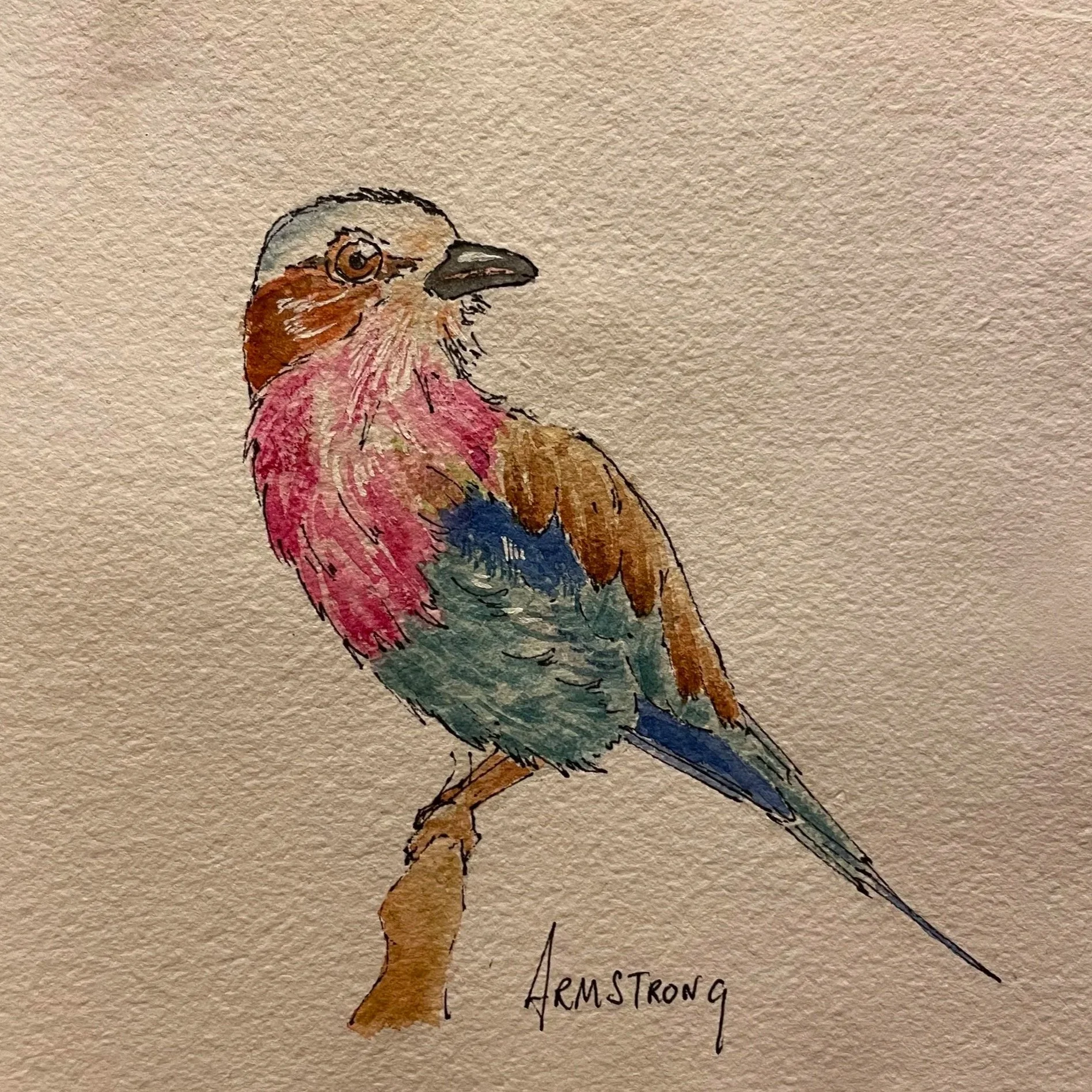 lilac+breasted+roller.jpg