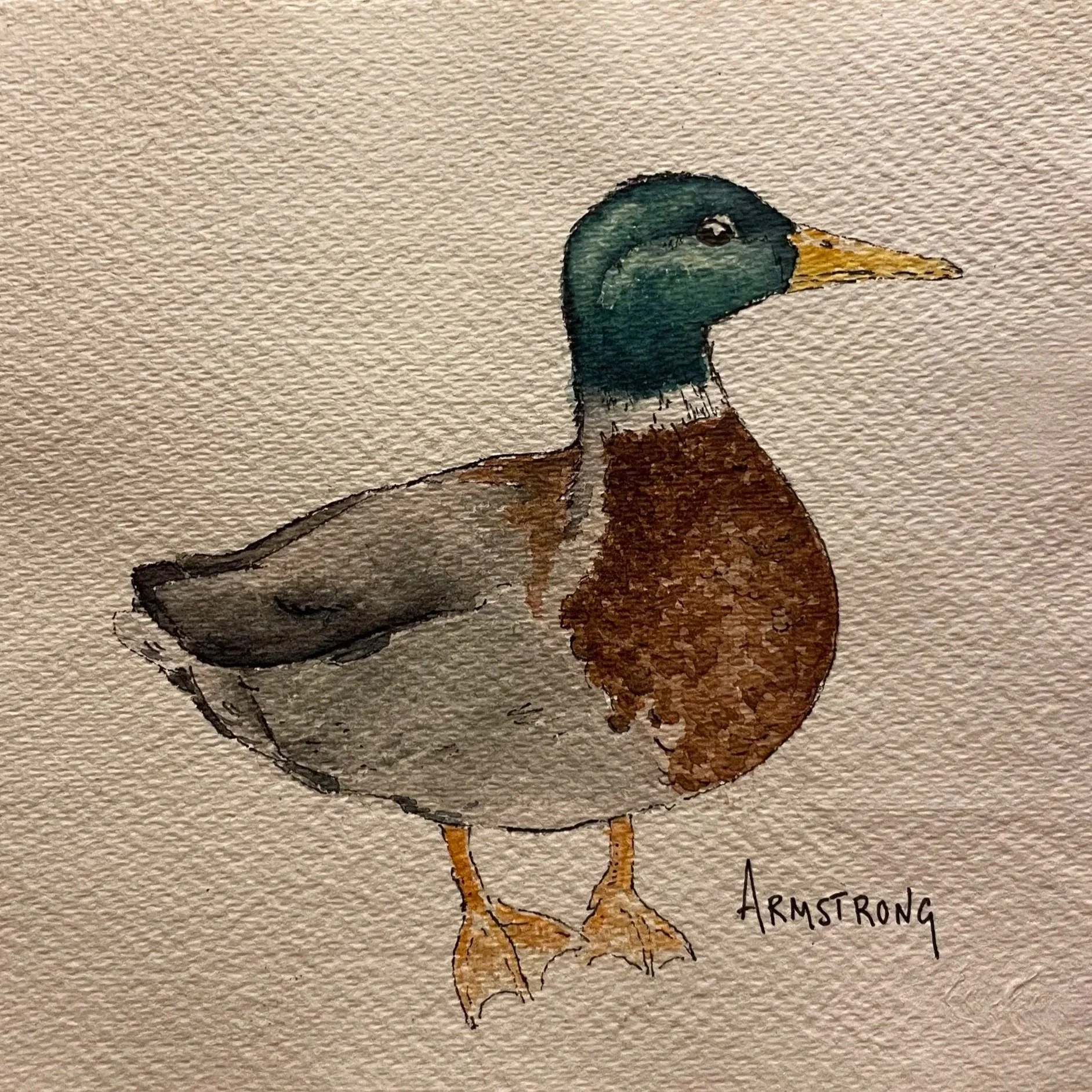mallard+duck+1.jpg