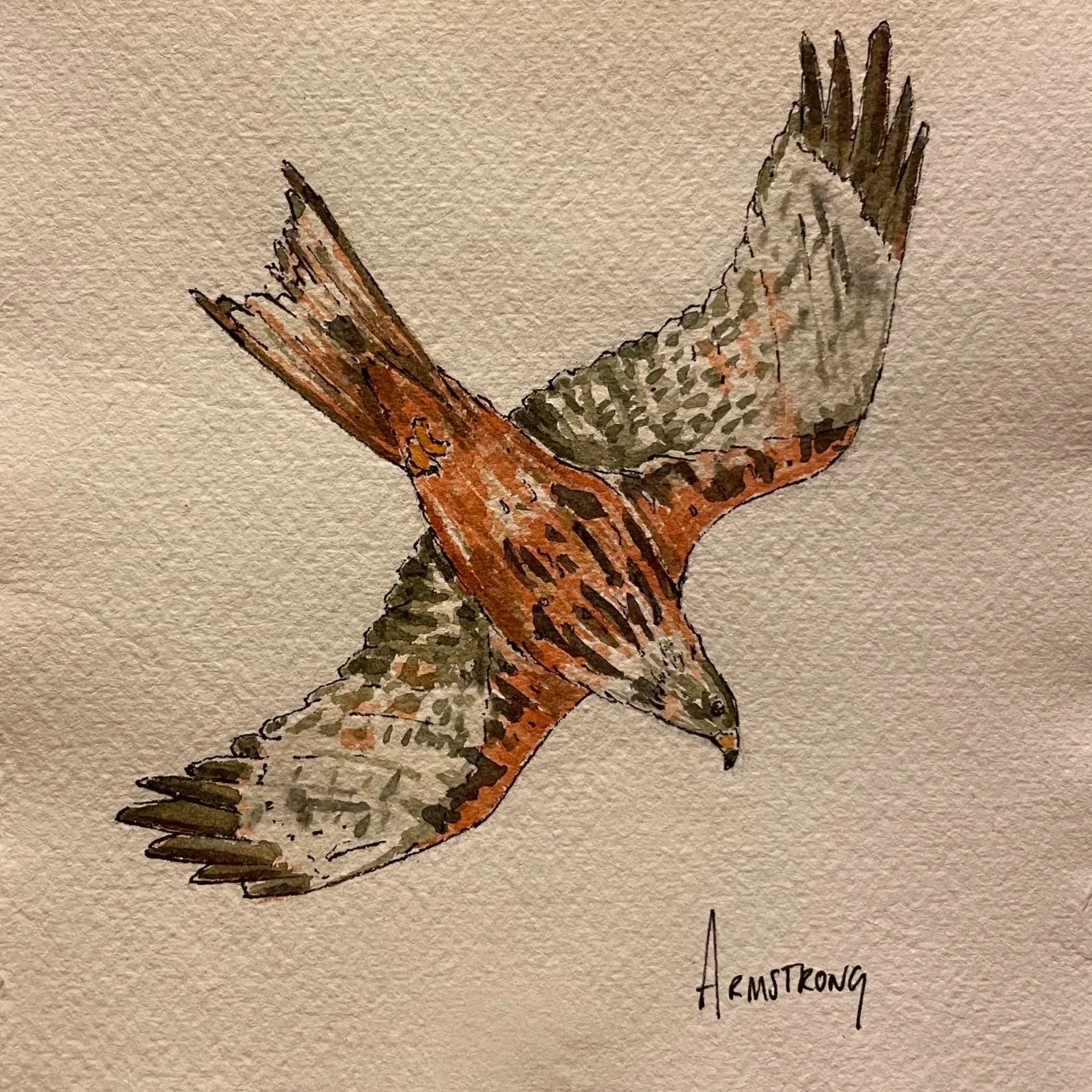red+kite+1.jpg