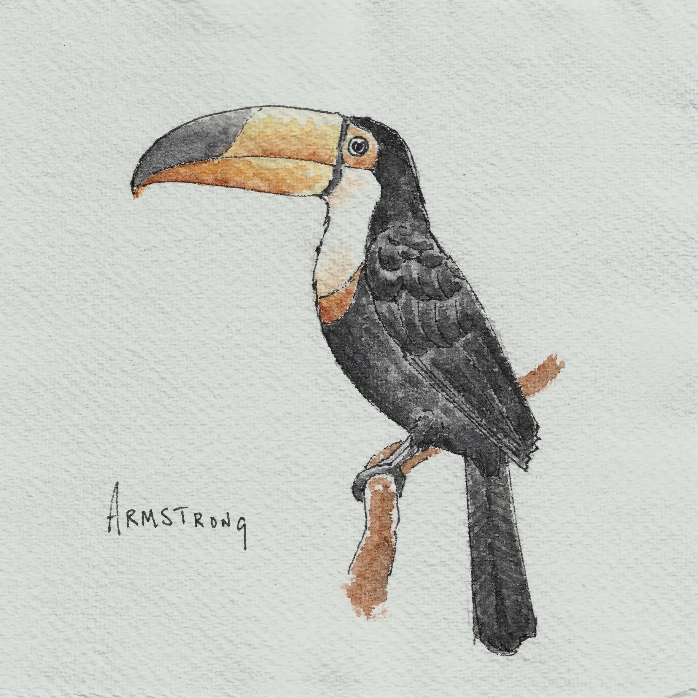 toucan+15x15cm.jpg