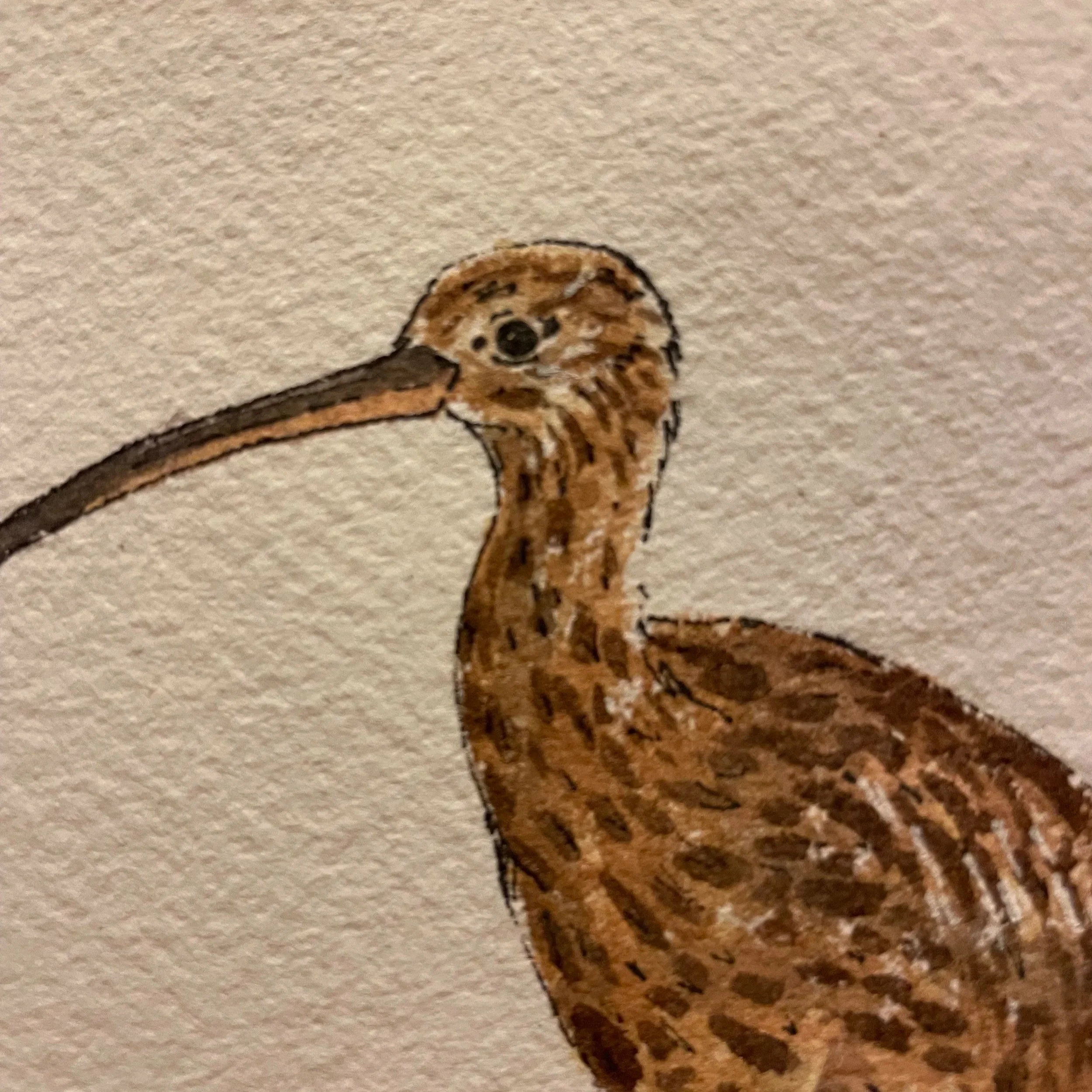 curlew+2.jpg