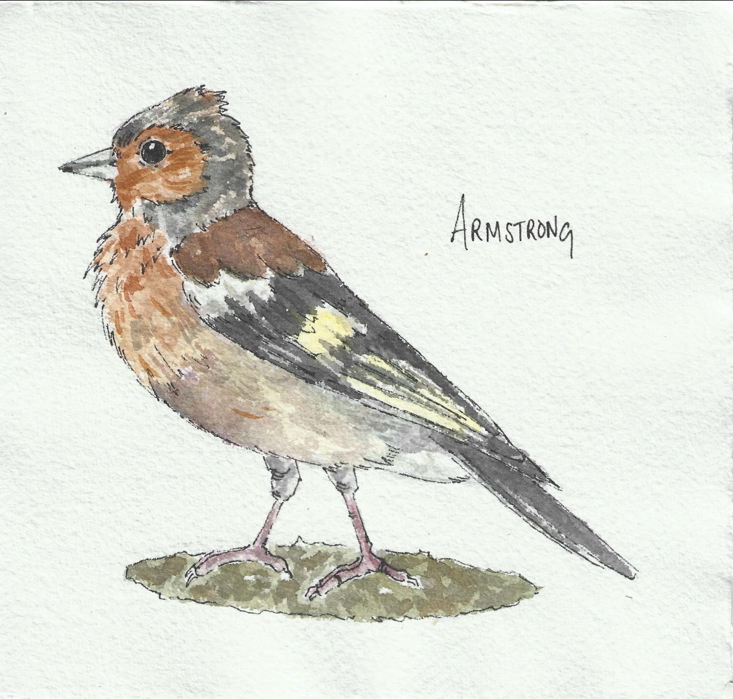 Chaffinch.jpg