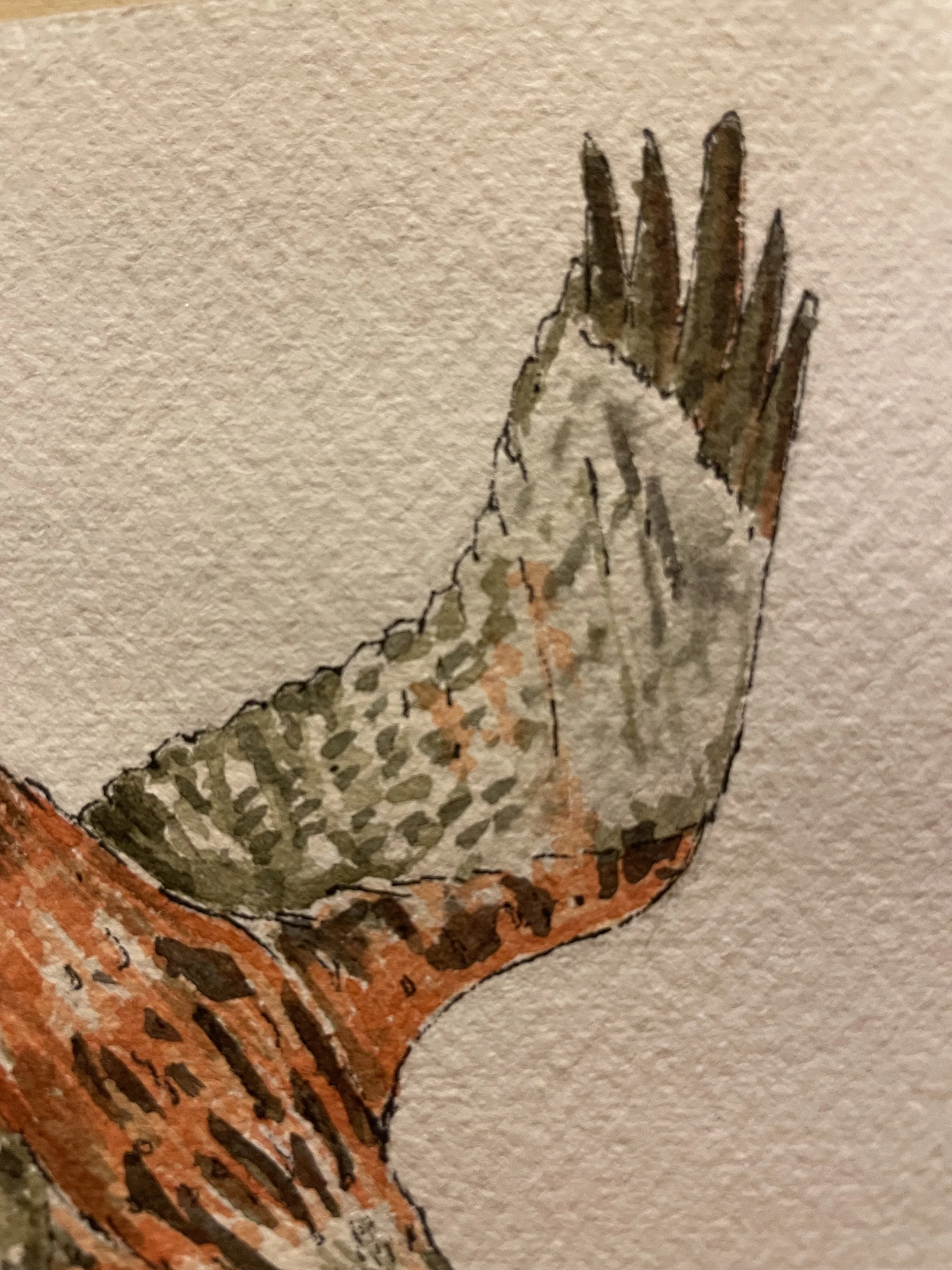 red kite 3.jpeg