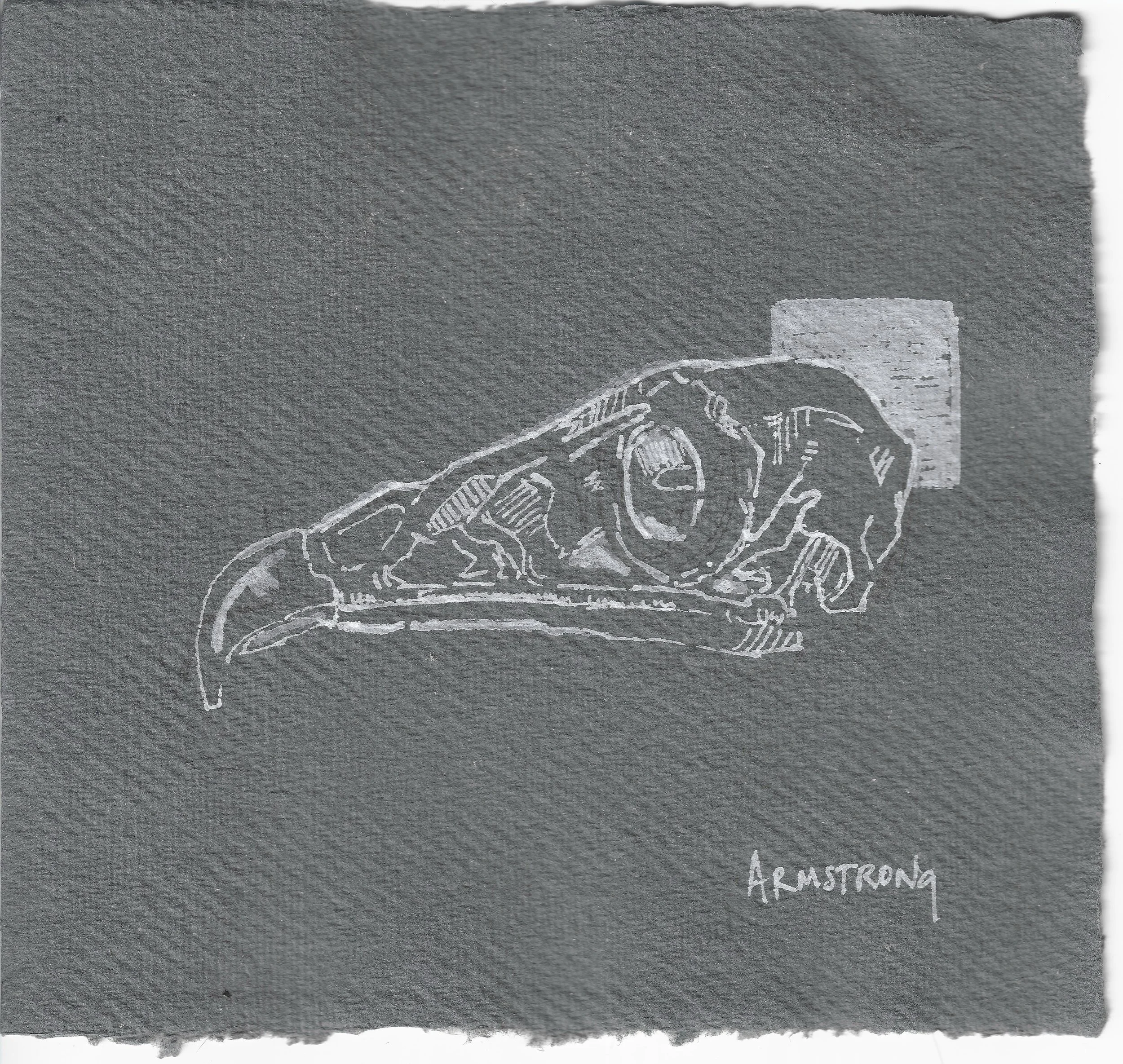 hawk skull.jpeg