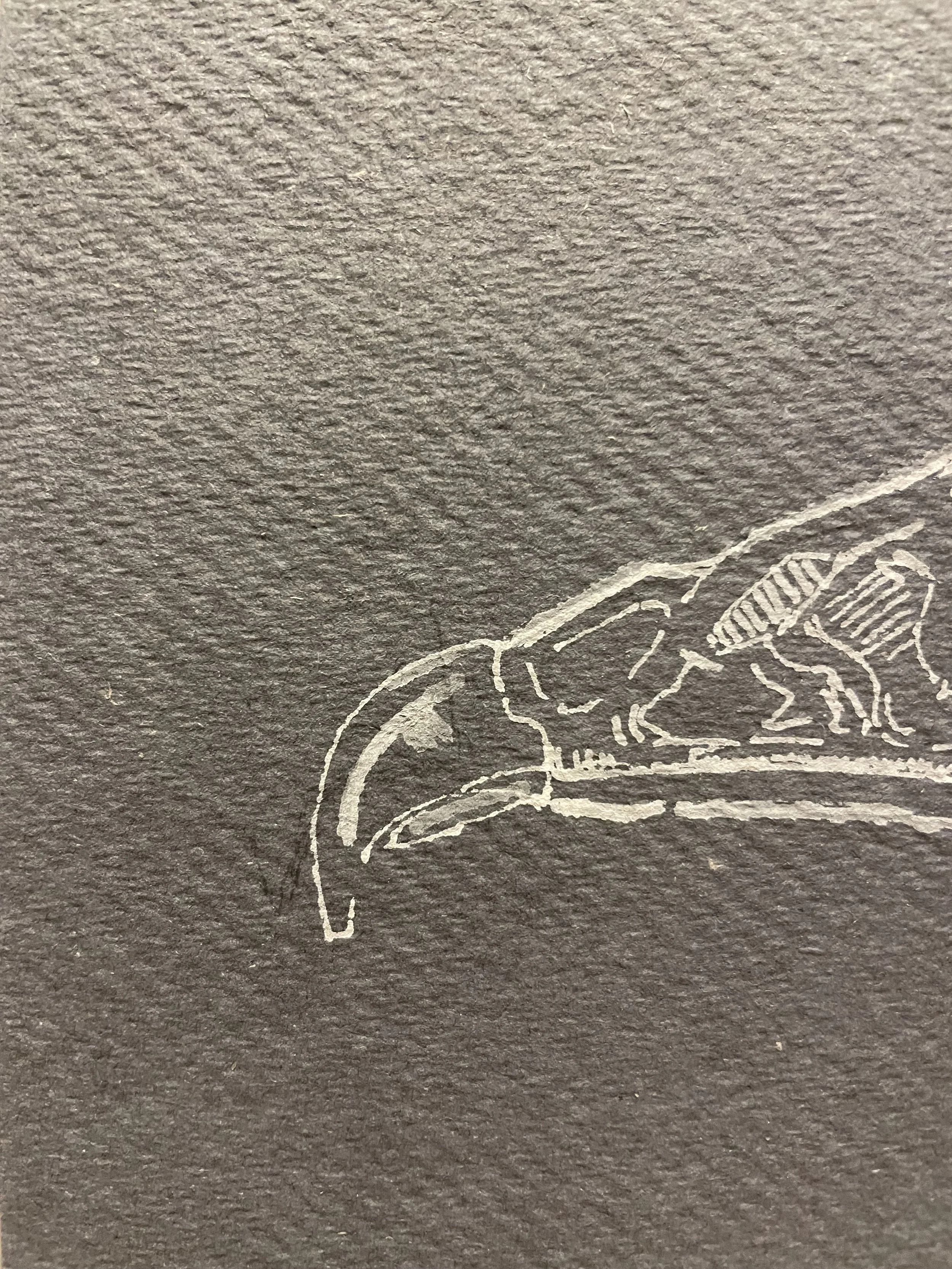 hawk skull 3.jpeg