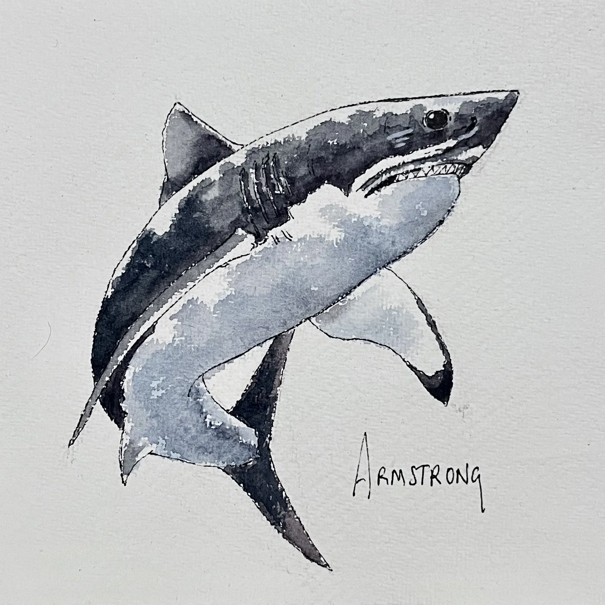 Black and white watercolor painting of a great white shark with the word "Armstrong" written underneath.
