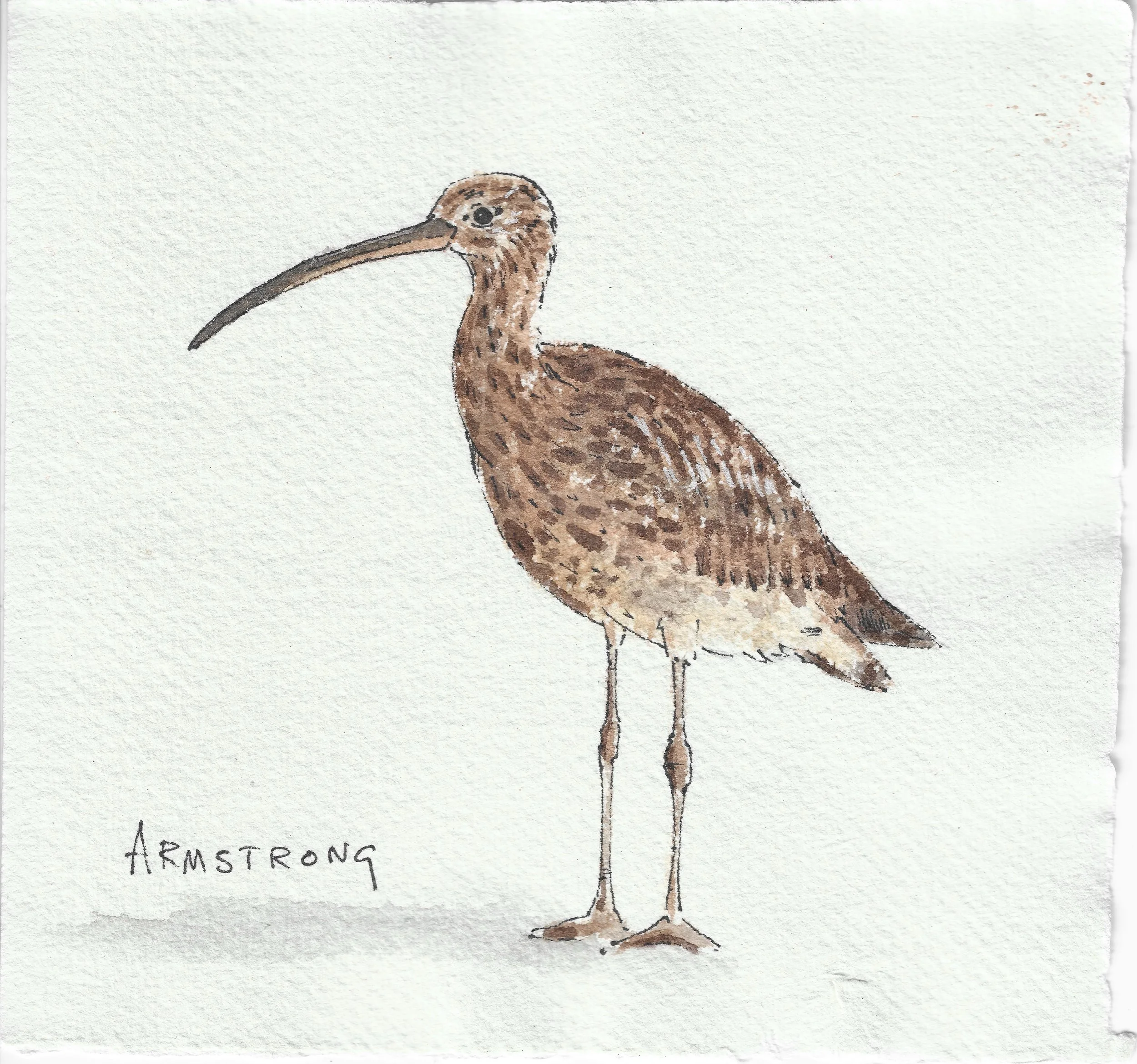 Curlew (15cm x 15cm)