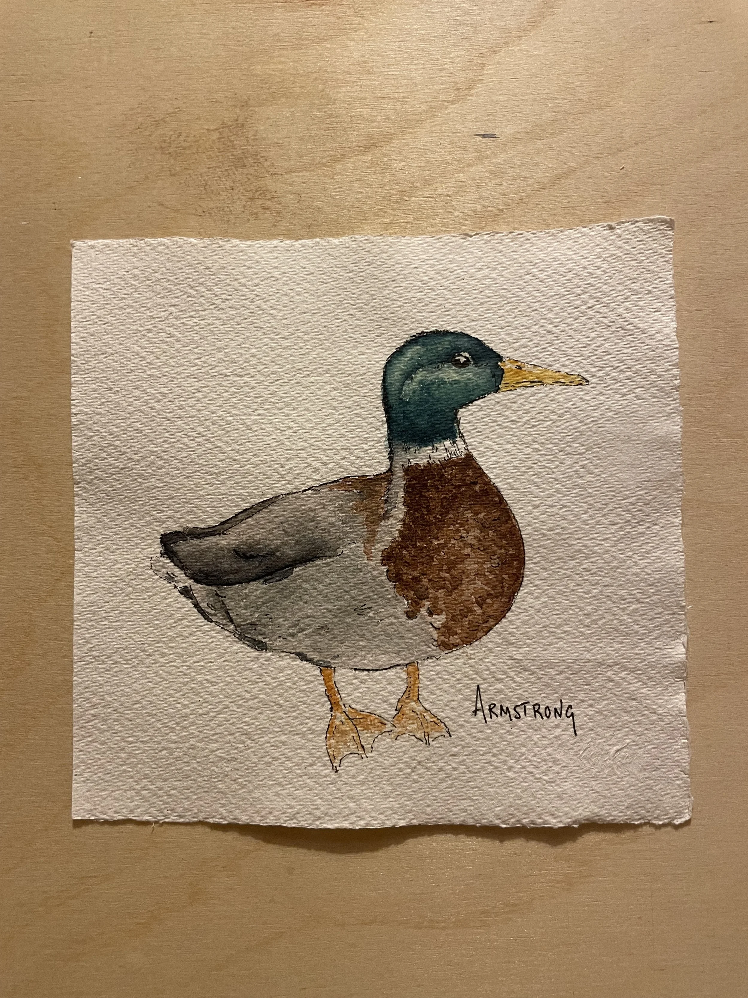 mallard duck 1.jpeg