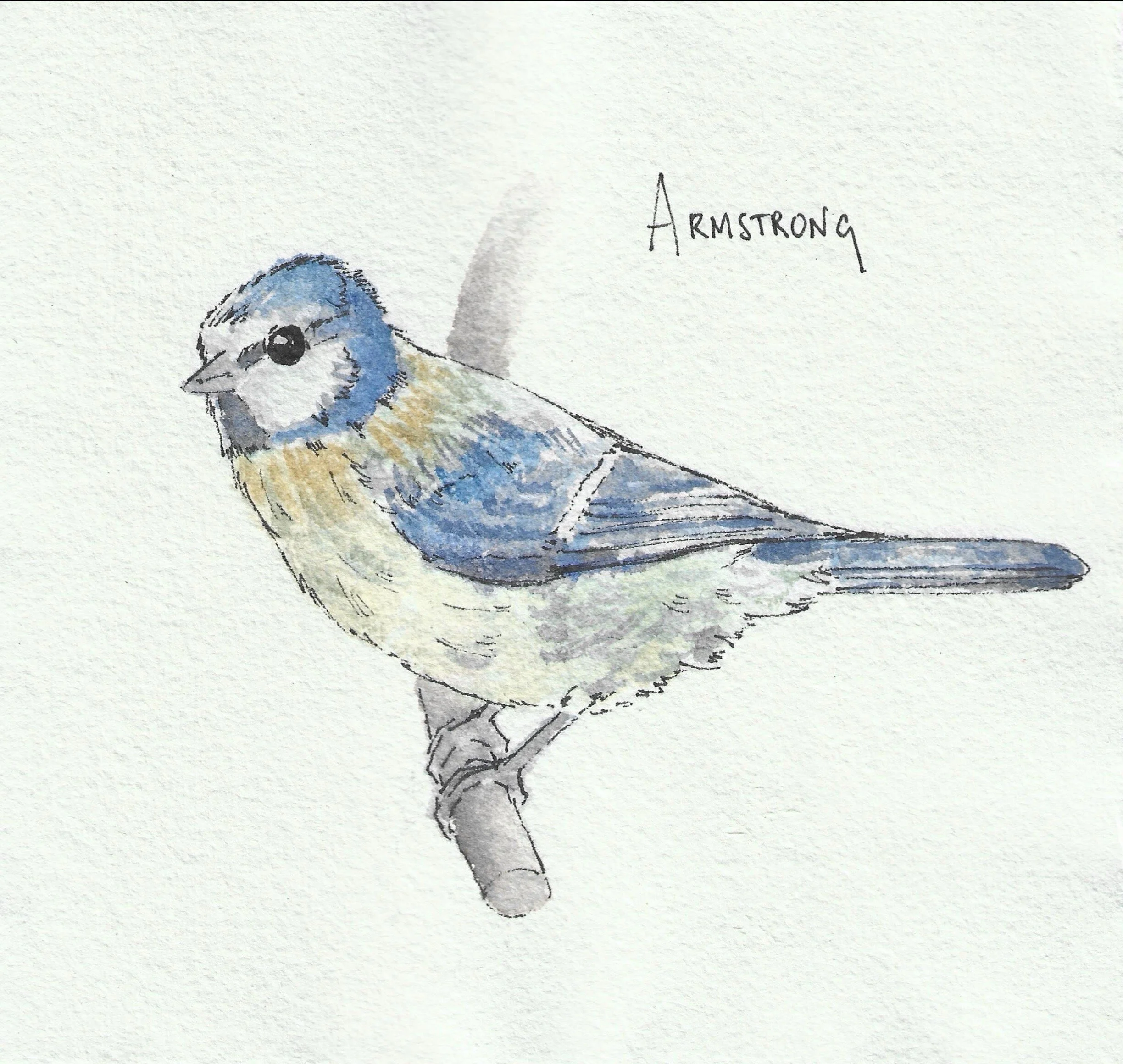 Blue tit.jpg