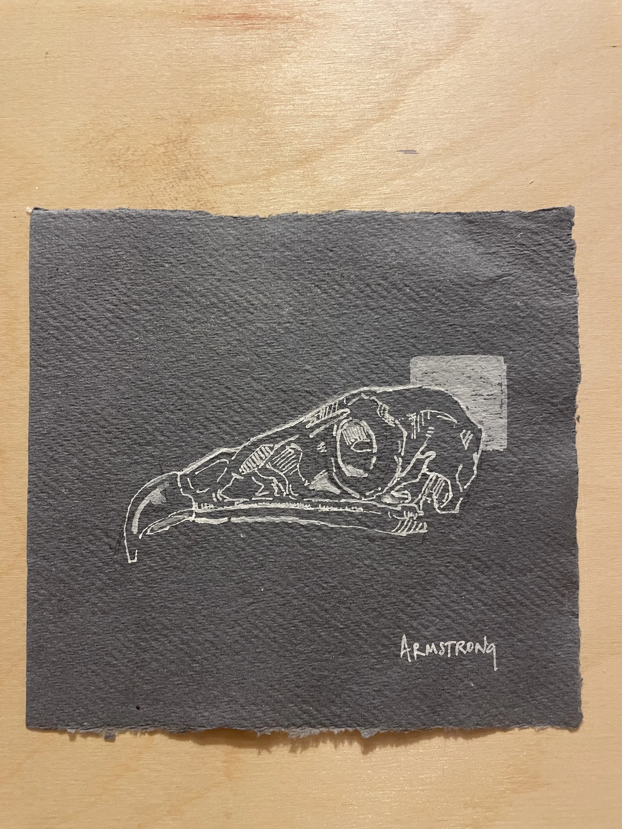 hawk skull 1.jpeg