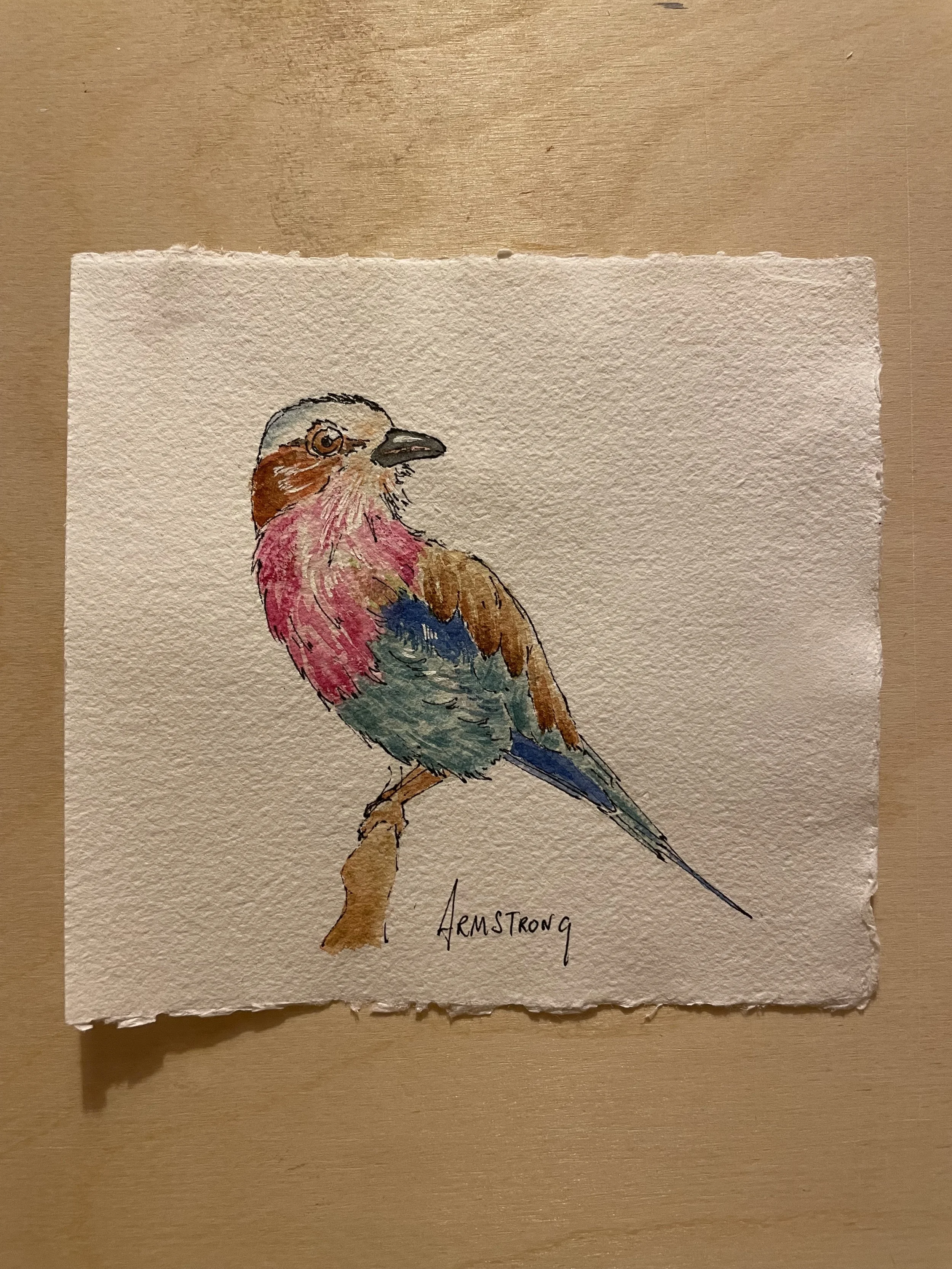 lilac breasted roller.jpeg