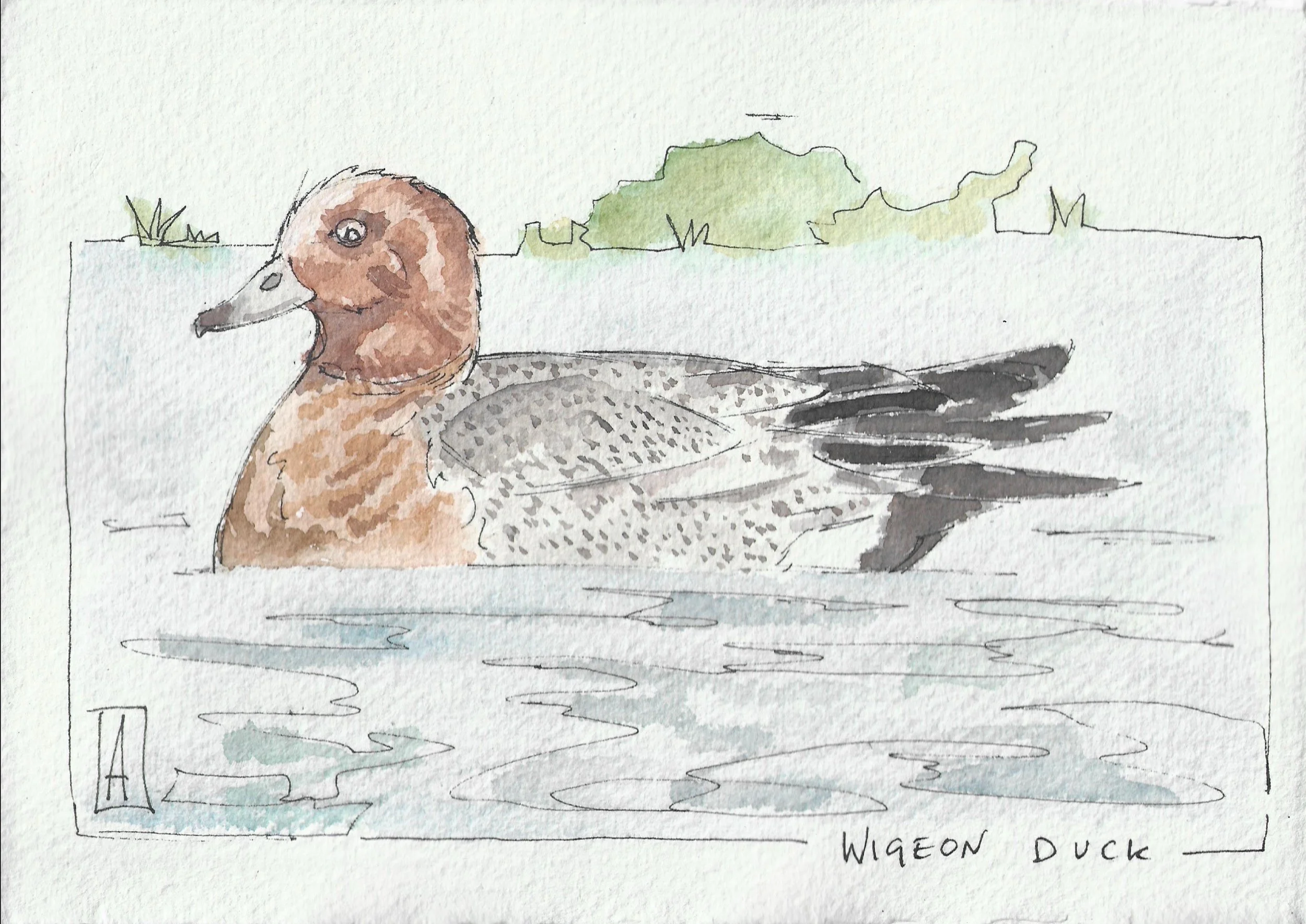 Widgeon duck on water