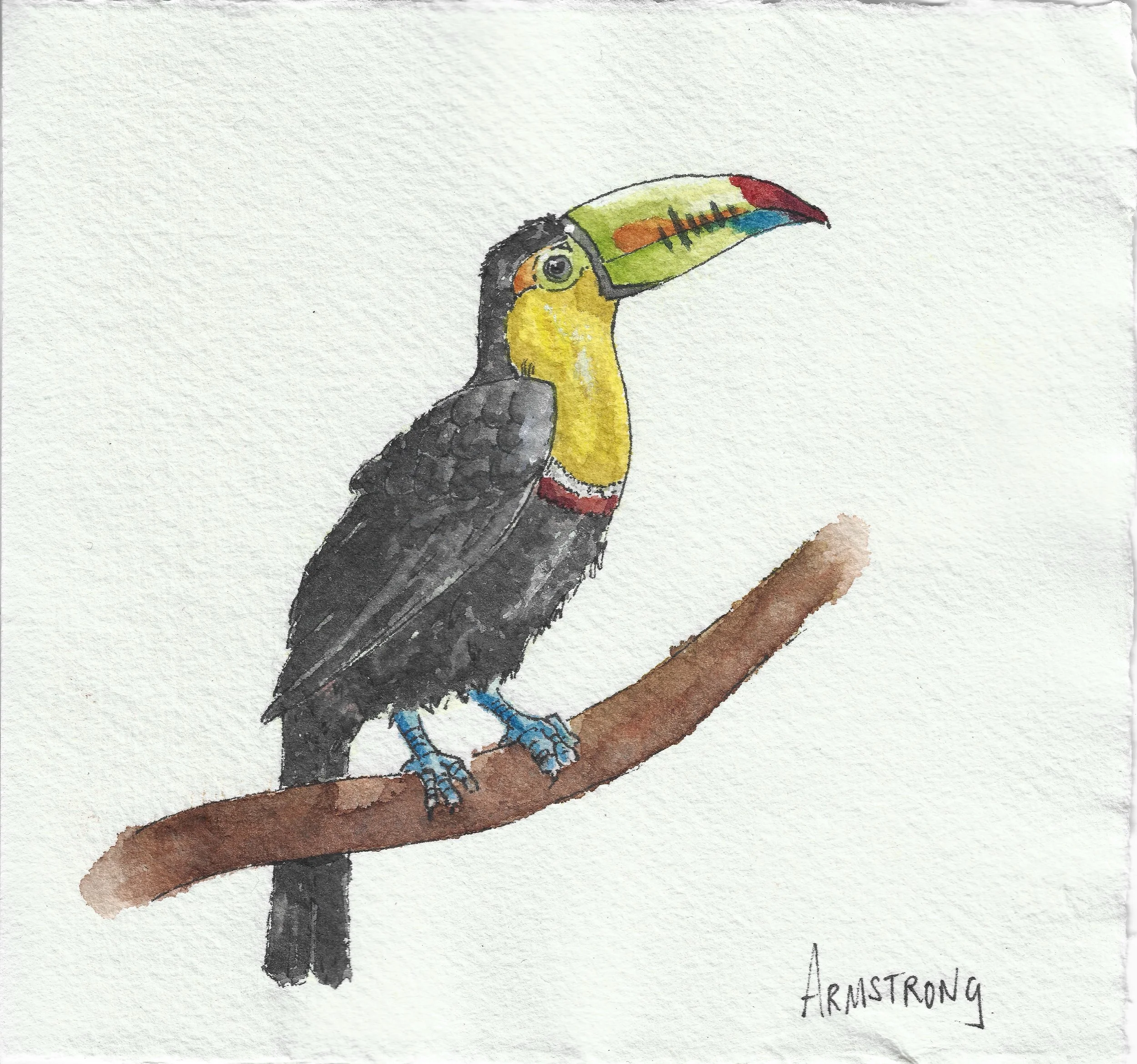 Keel billed toucan (15cm x 15cm)