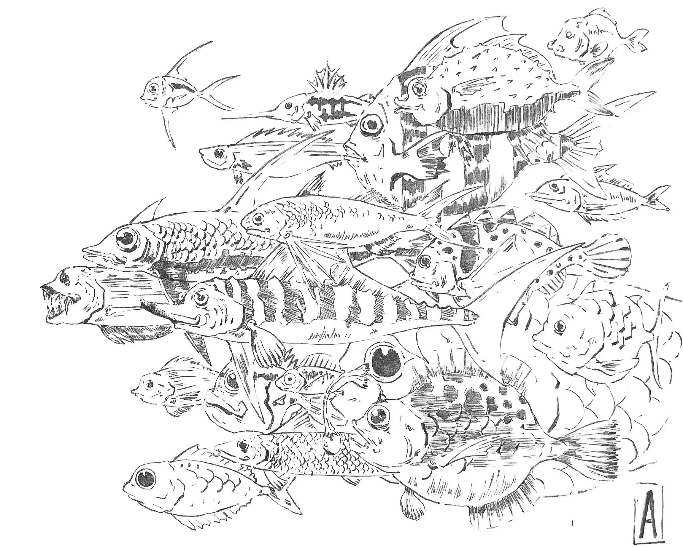 Black and white illustration of various fish species, some with detailed scales and fins, arranged together. Some fish are larger with prominent features, while others are smaller and simpler in design.