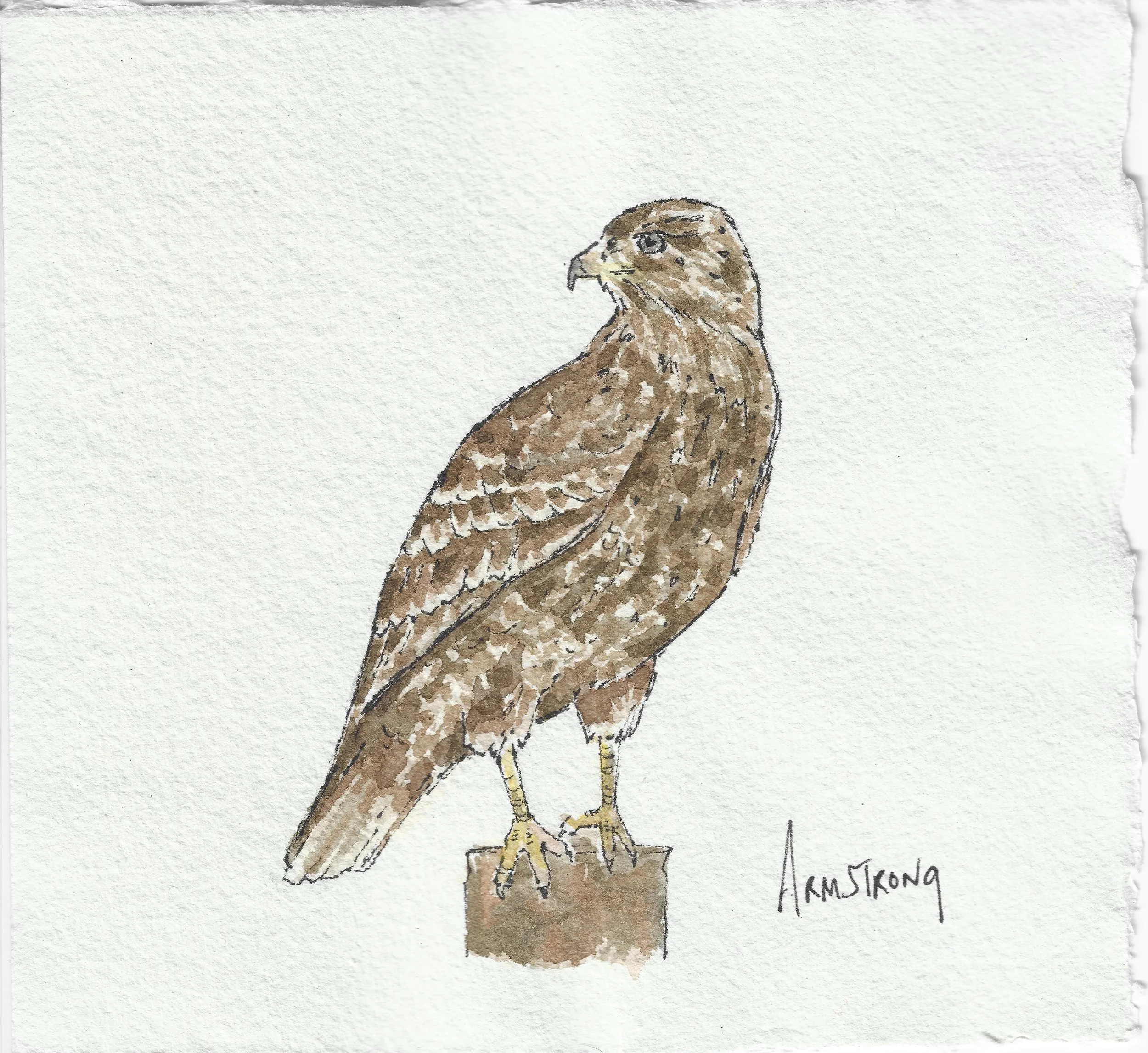 Buzzard (15cm x 15cm)