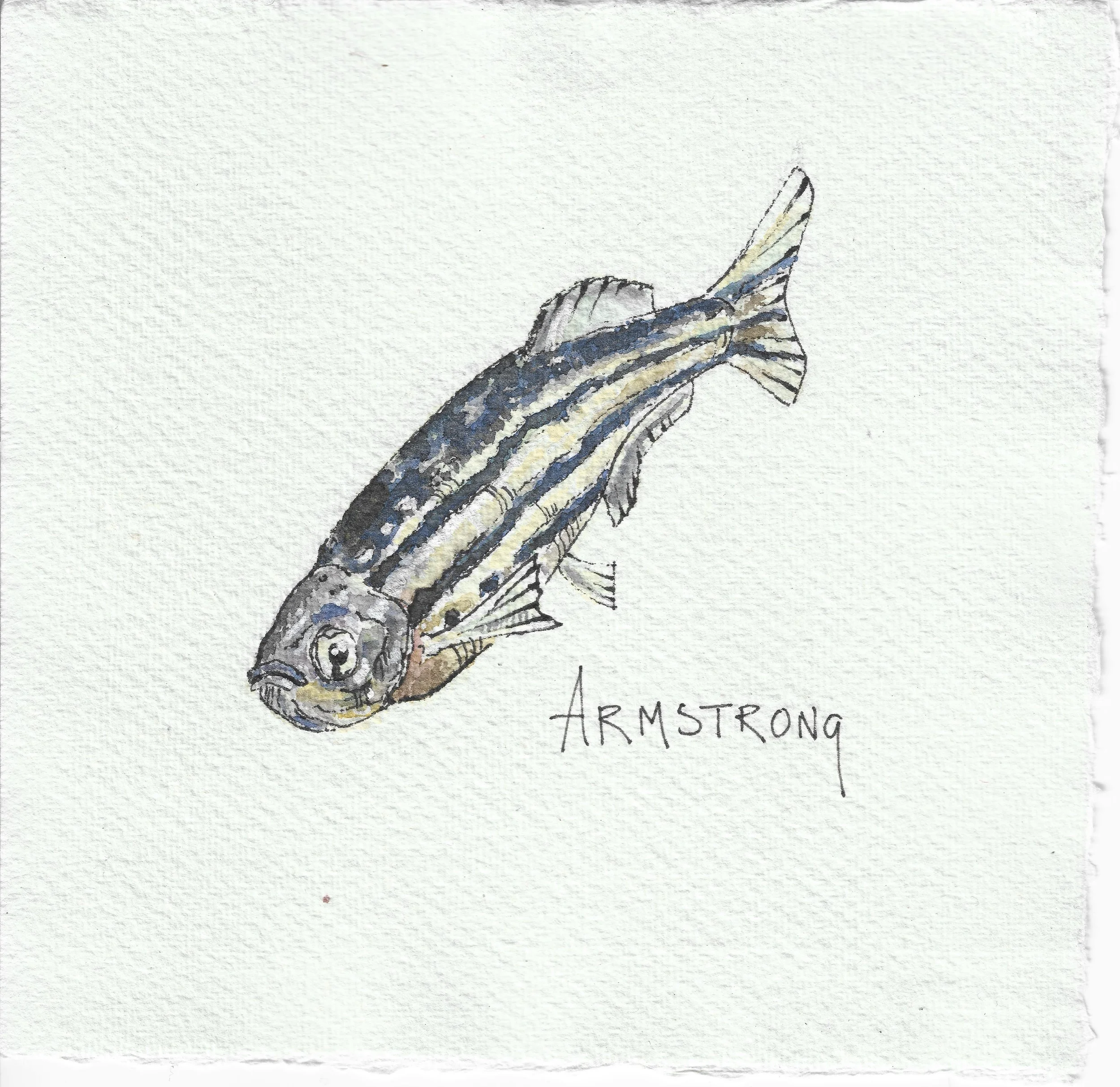 zebra danio 15x15cm.jpeg