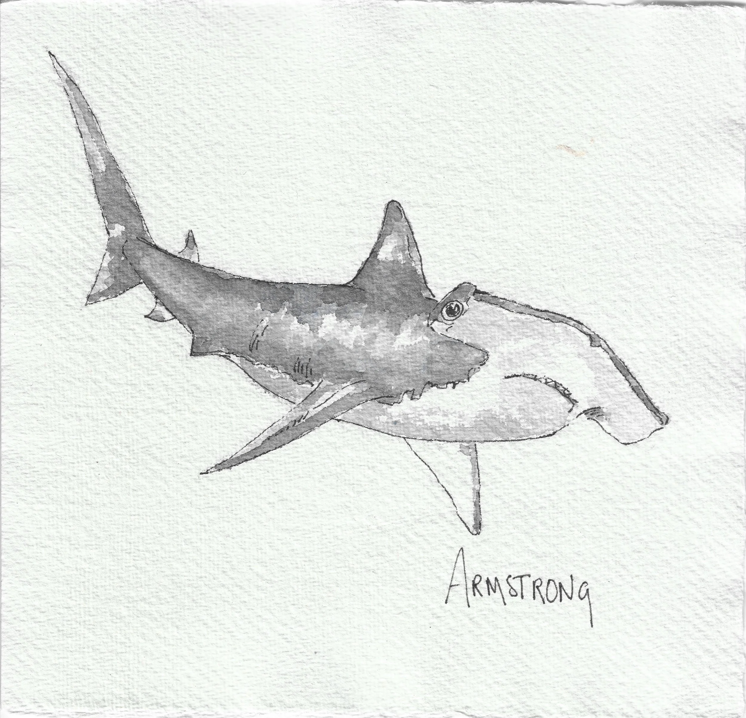 hammerhead 15x15cm.jpeg