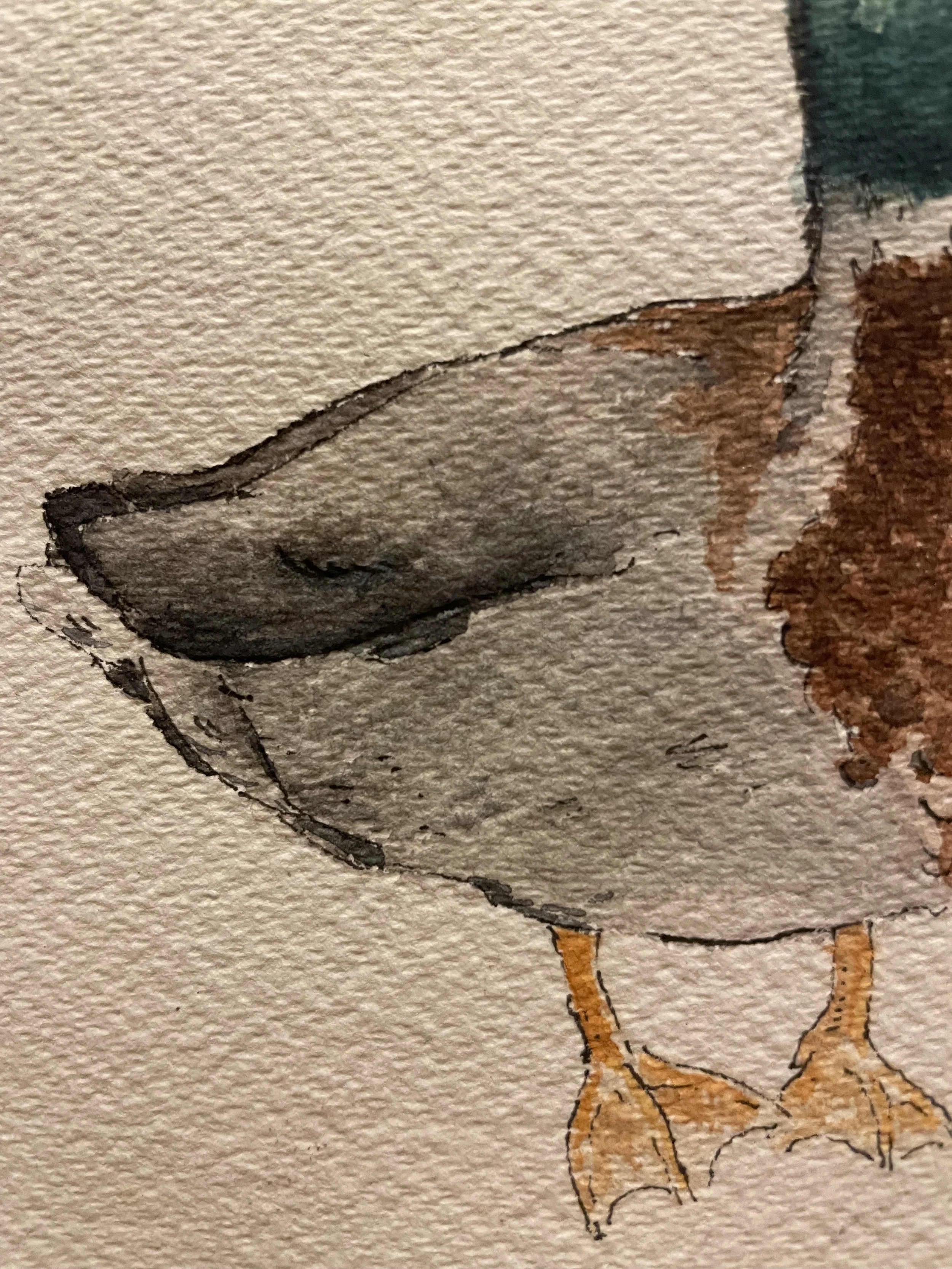 mallard duck 3.jpeg