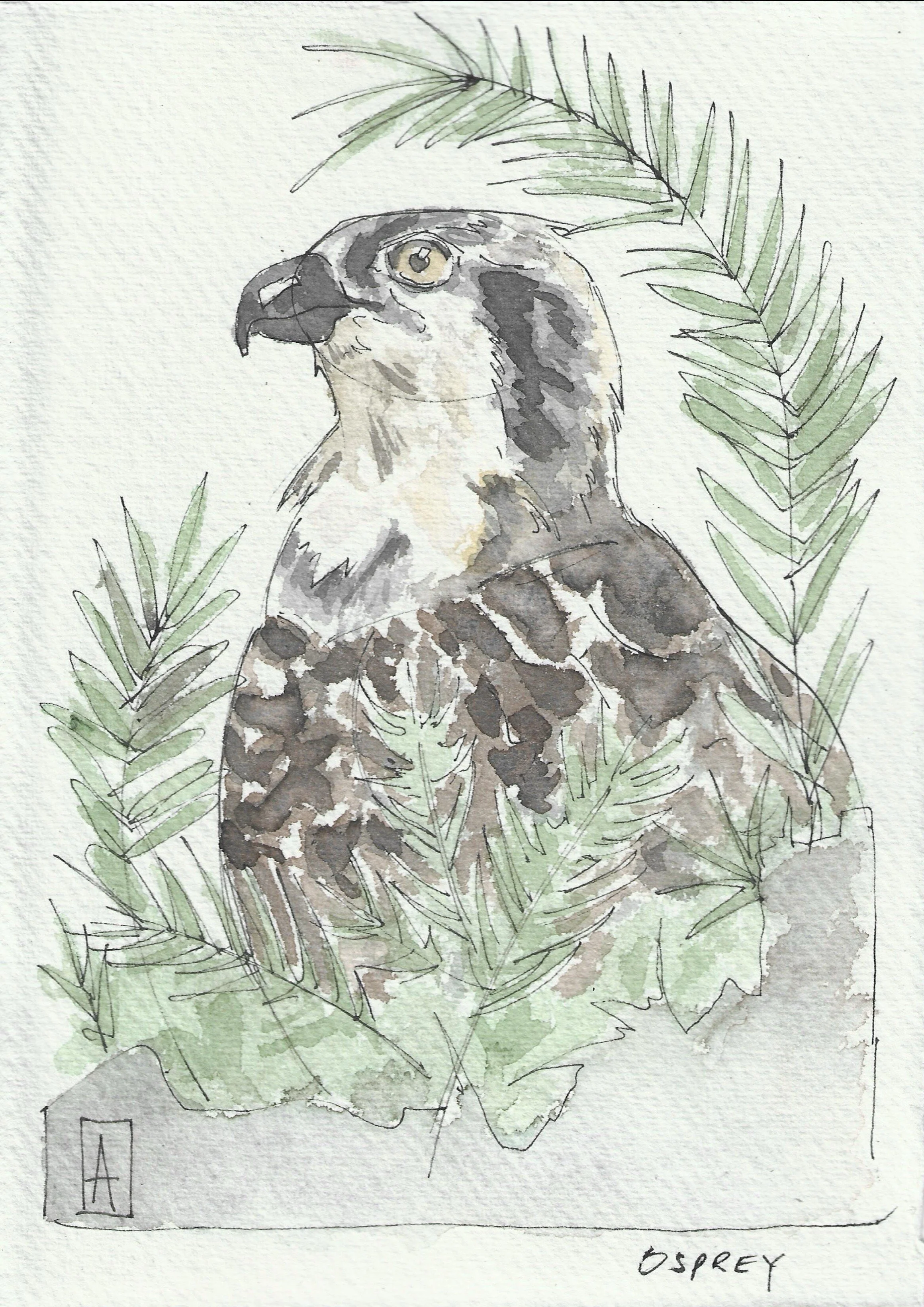 Osprey in shrubbery