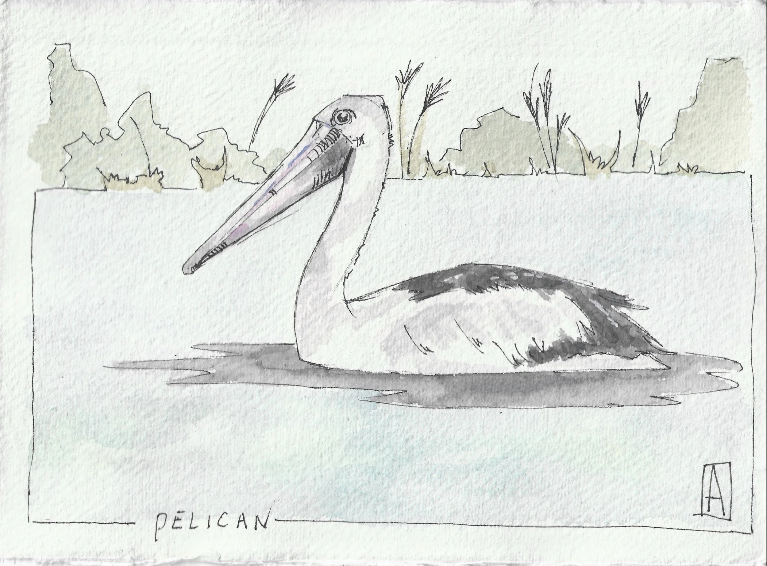 Pelican sketch.jpg