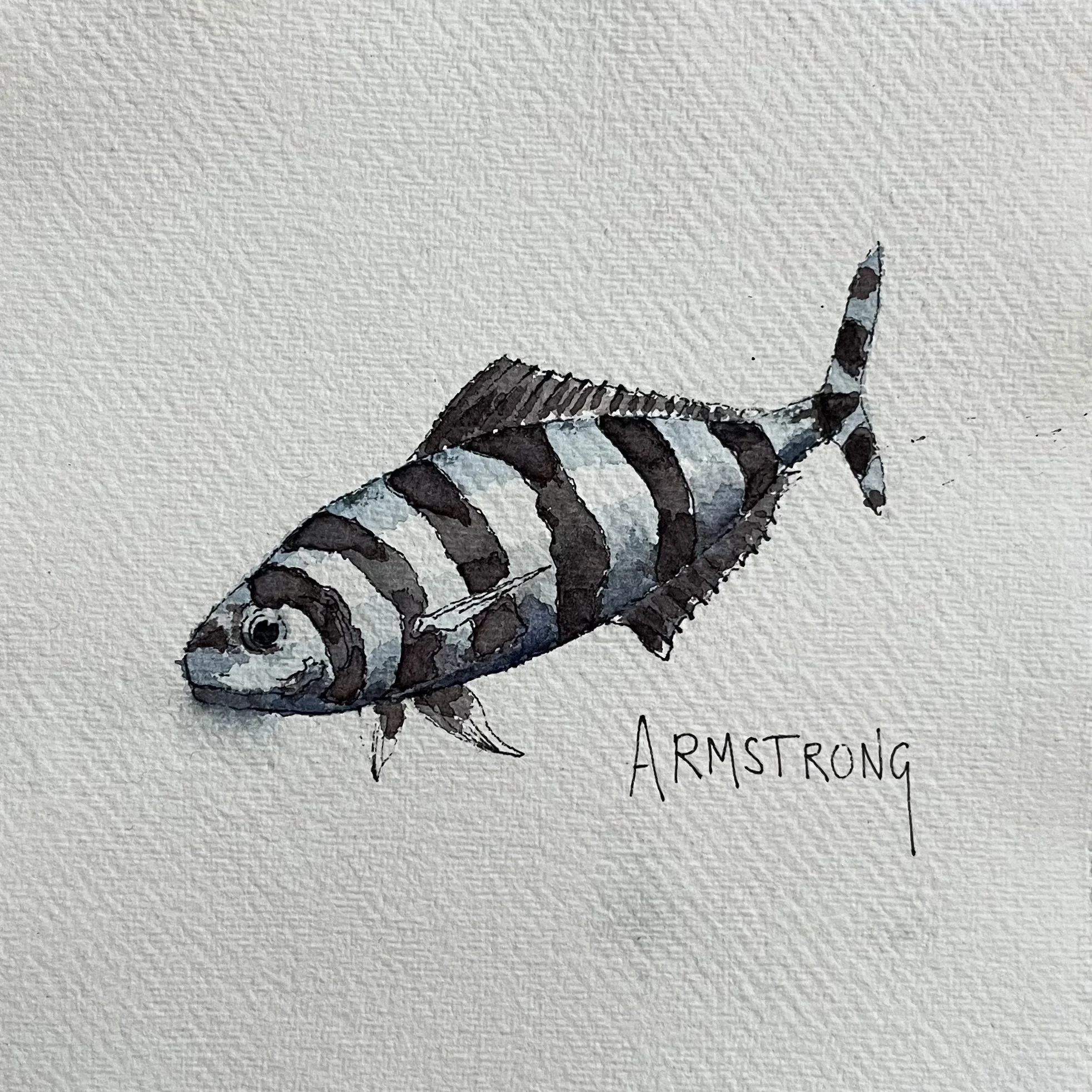 A watercolor painting of a fish with black and gray vertical stripes and the name 'Armstrong' written below it.