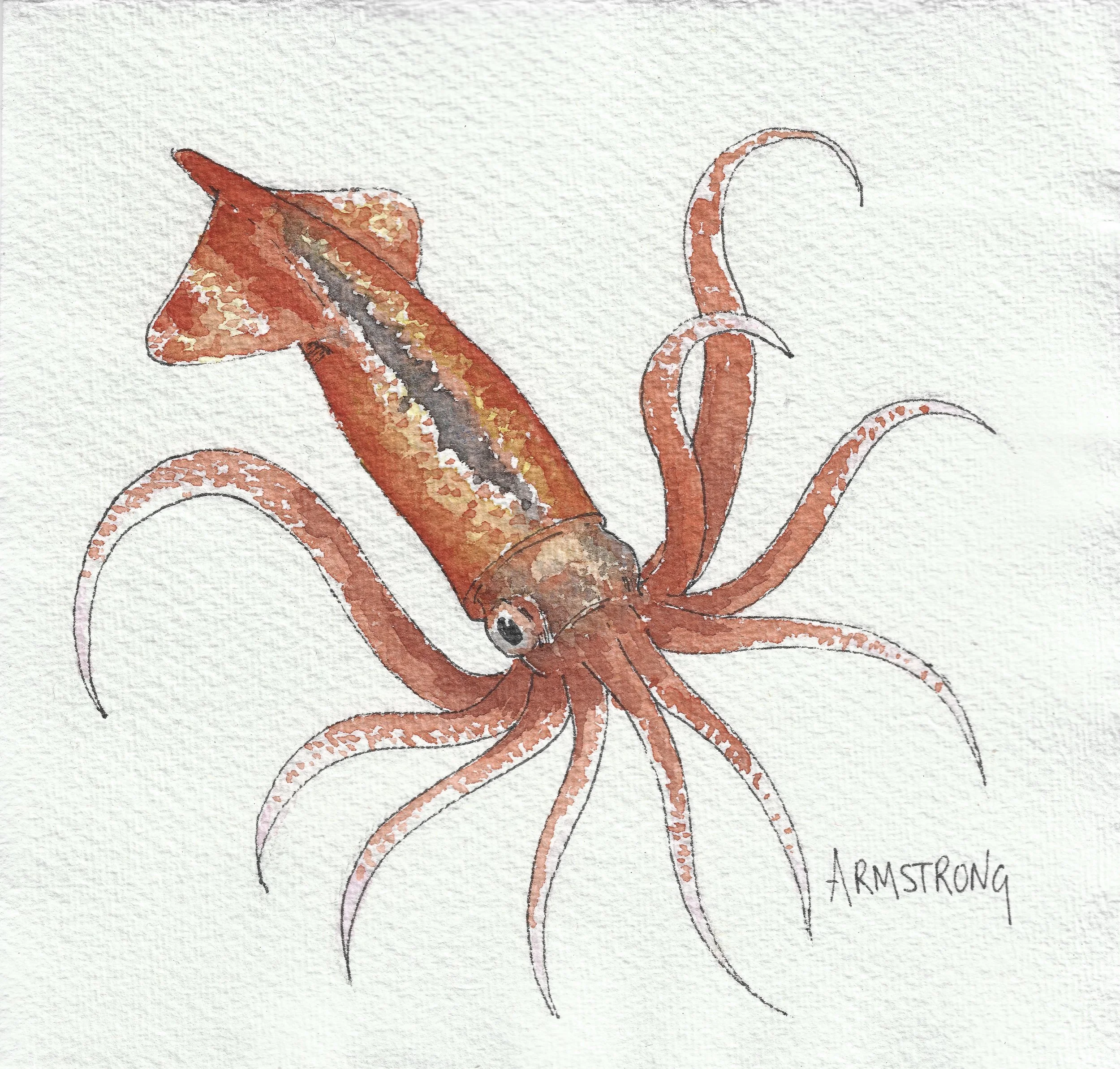 Arrowhead squid 15 x 15cm_1.jpg
