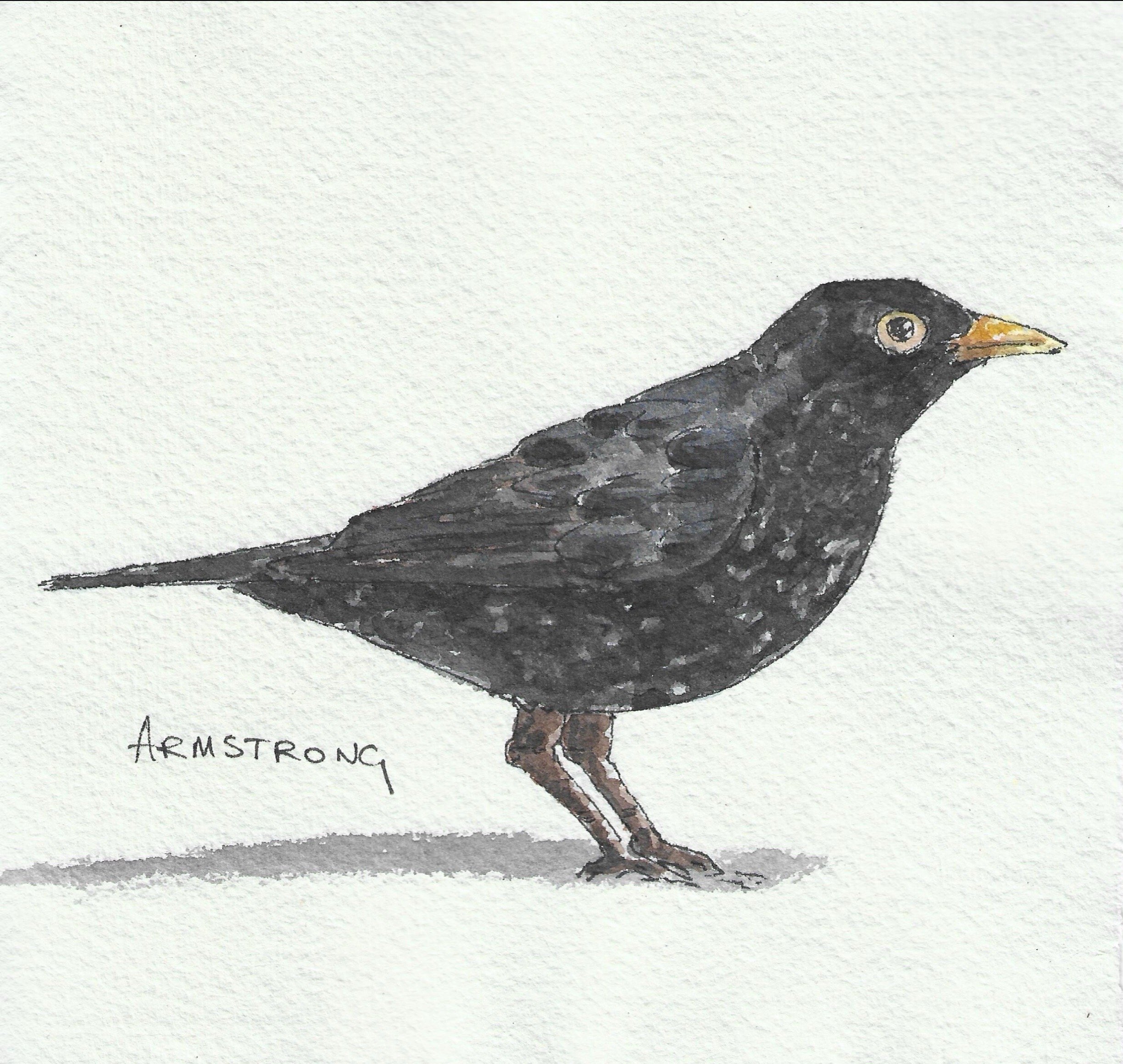 Blackbird.jpg