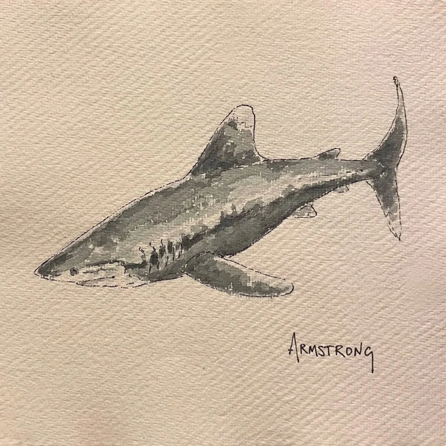 White tipped reef shark