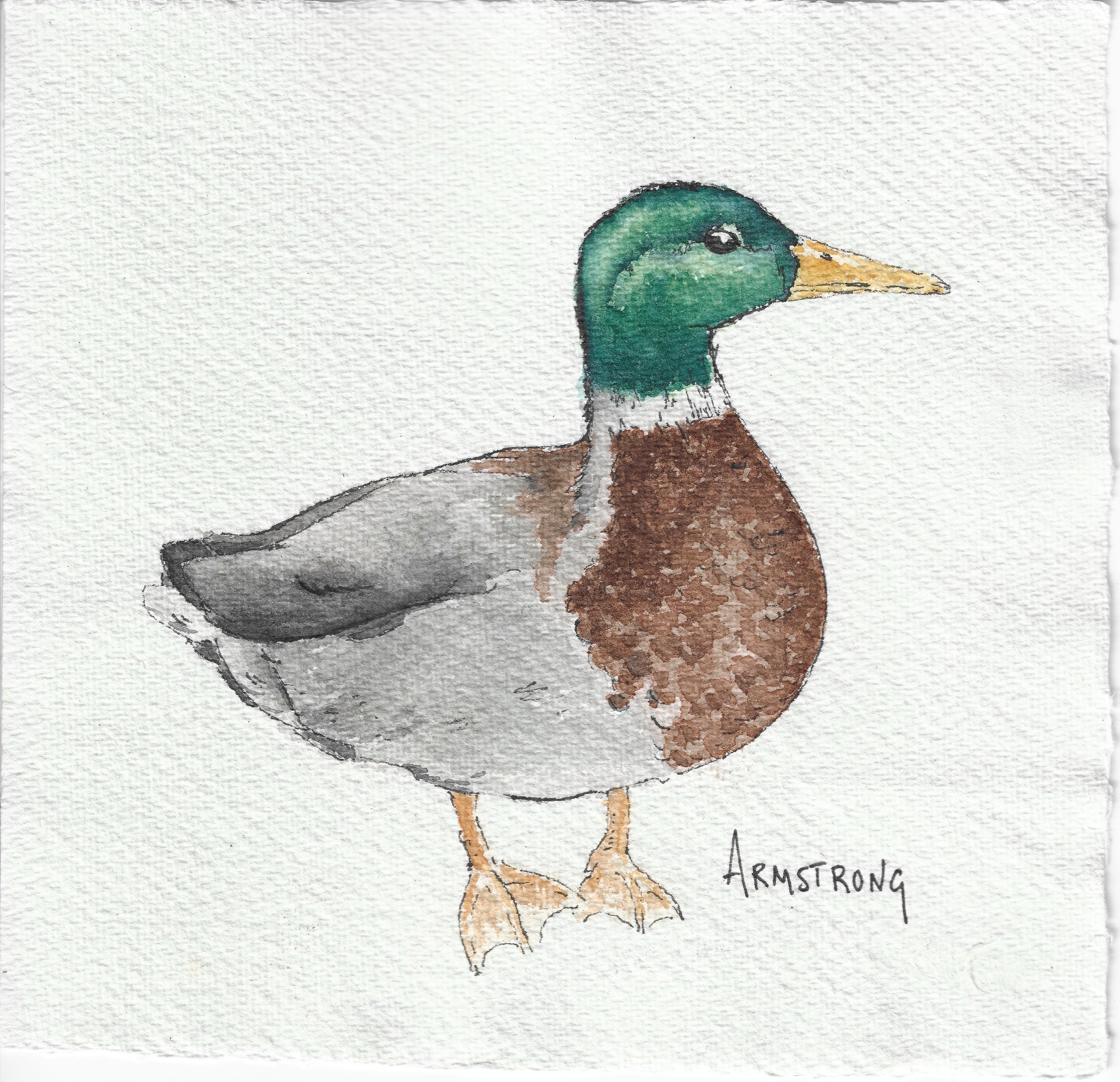 mallard duck 15x15cm.jpeg