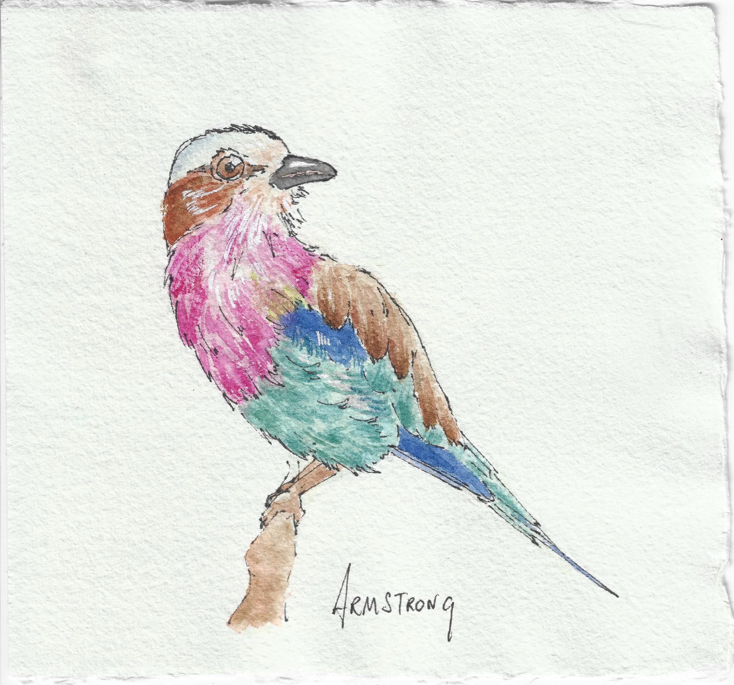 lilac breasted roller 15x15cm.jpeg