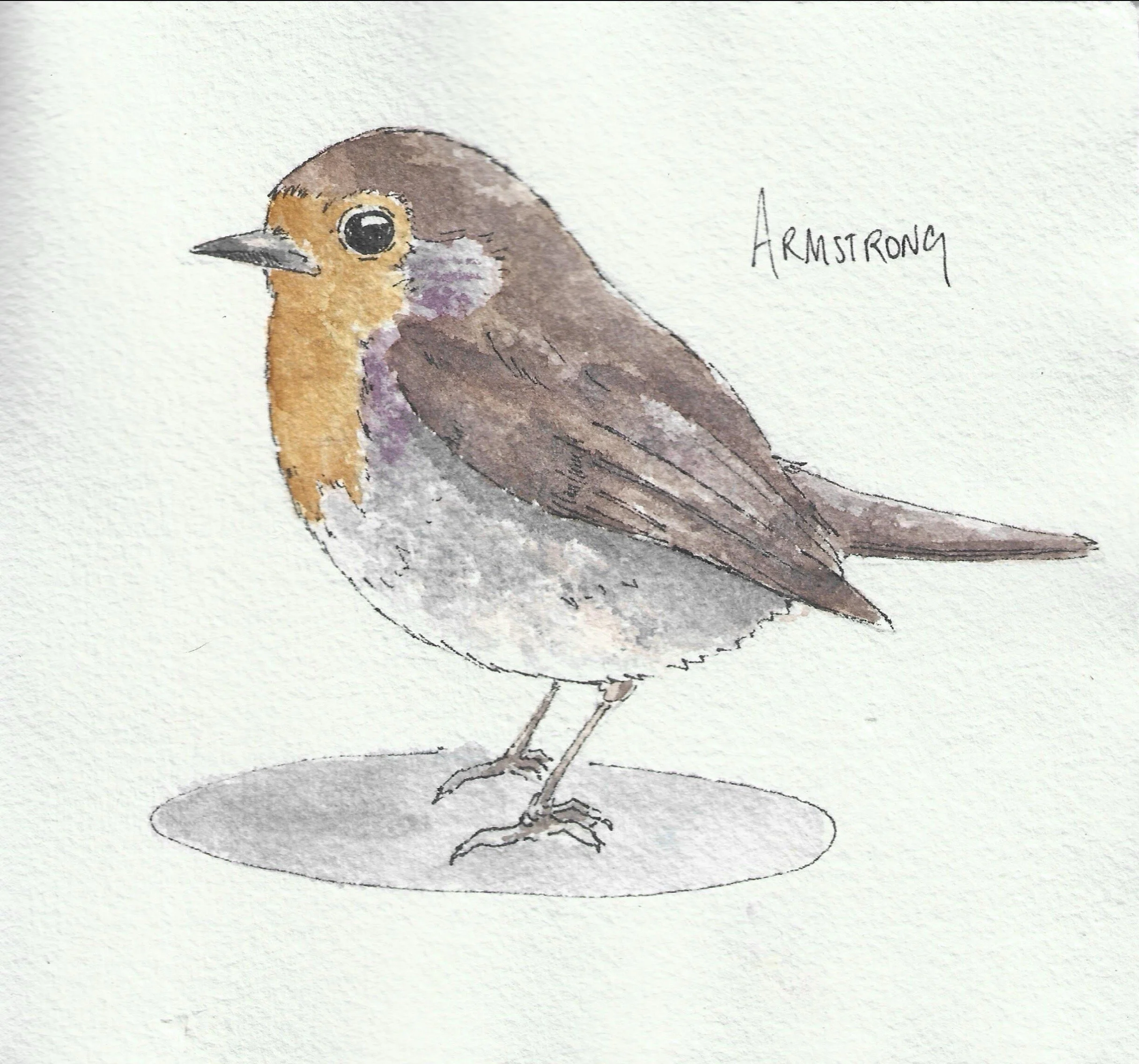 Robin (15cm x 15cm)