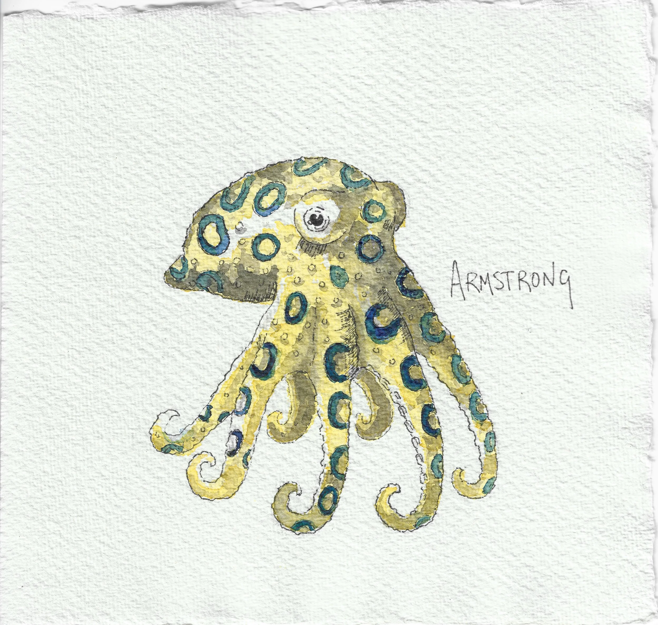 blue ringed octo 15x15cm.jpeg