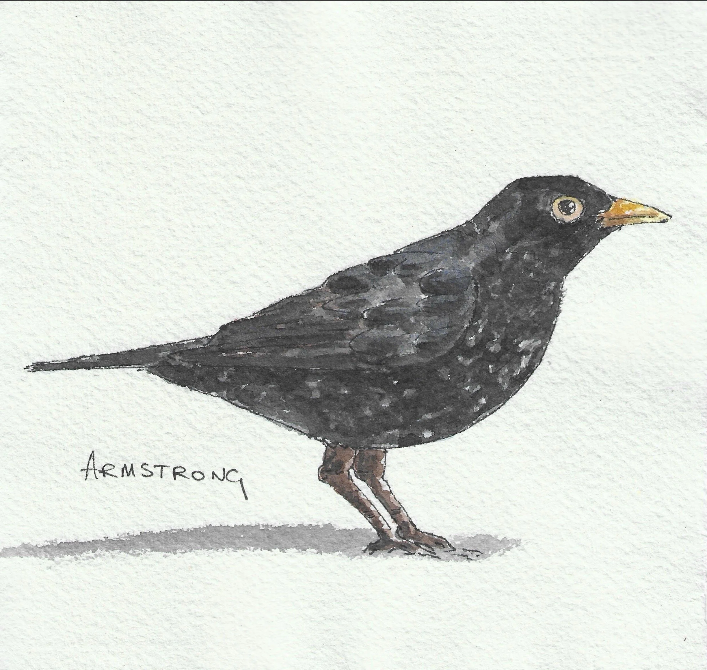 Blackbird.jpg