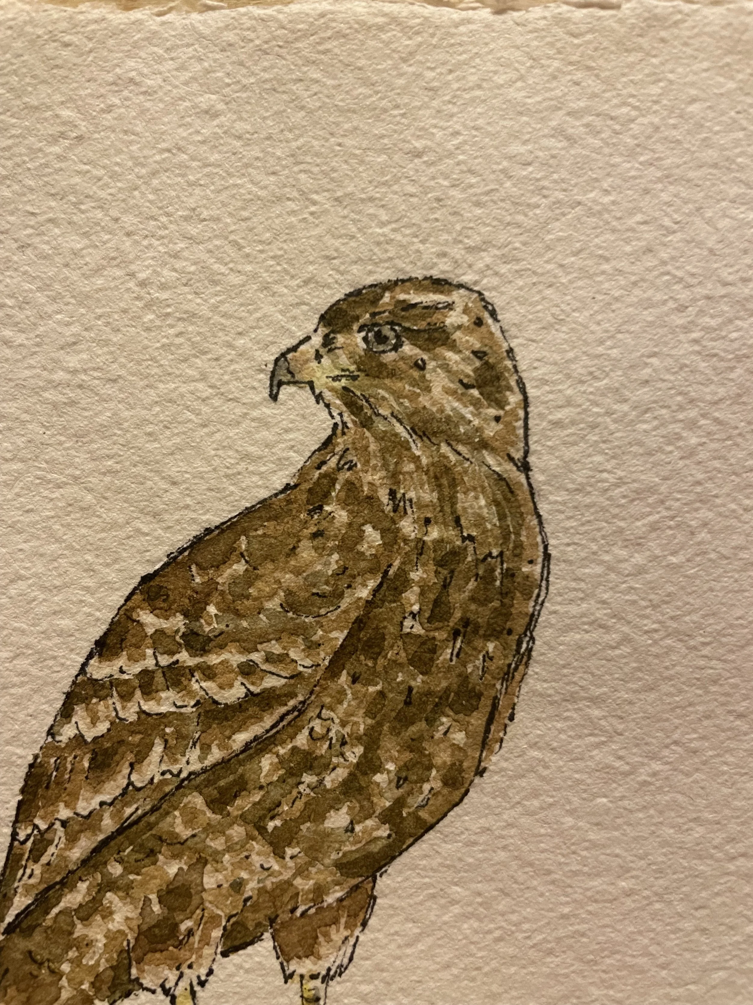 buzzard 2.jpeg