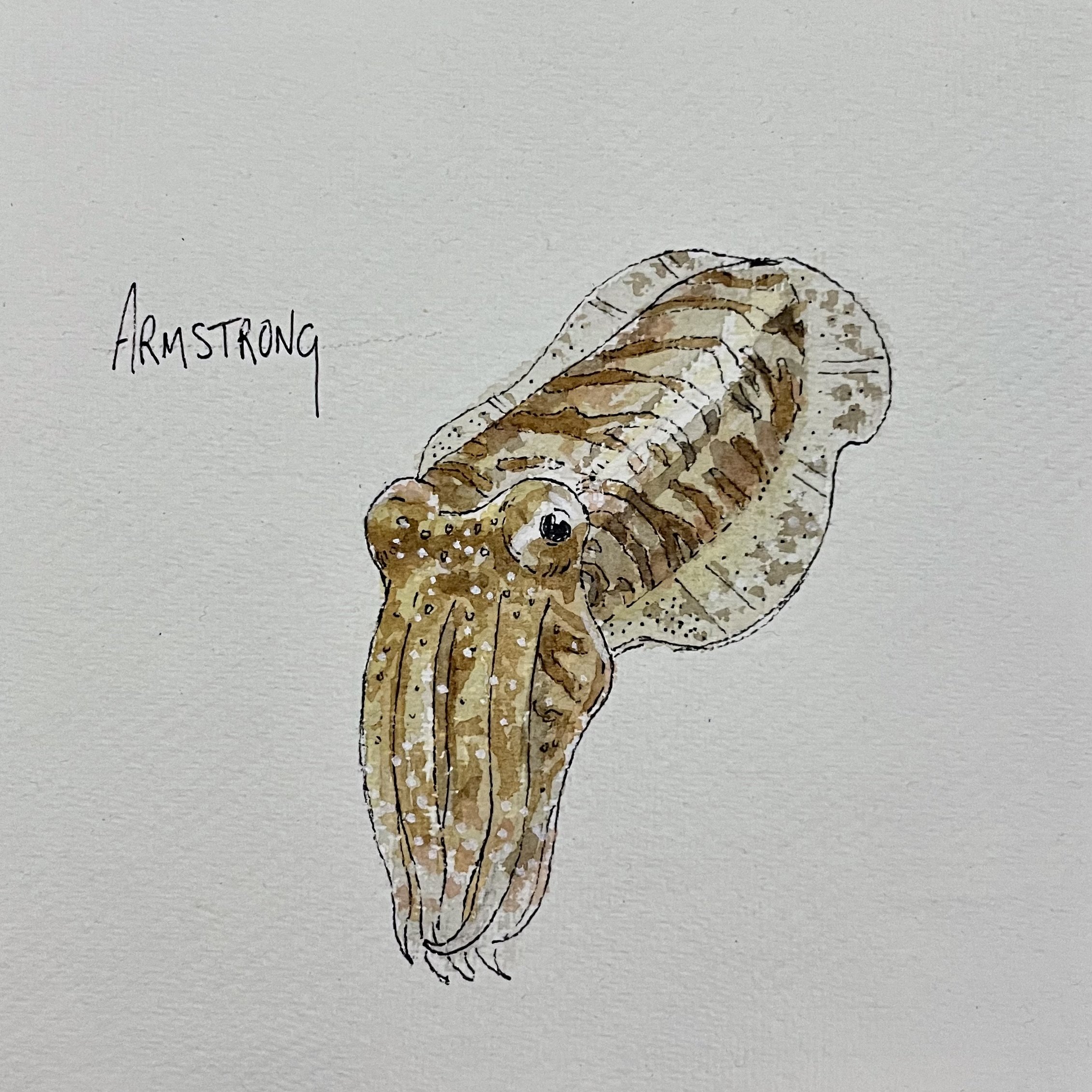 Illustration of a cuttlefish, labeled 'Armstrong', with detailed brown and tan coloring and textured pattern.