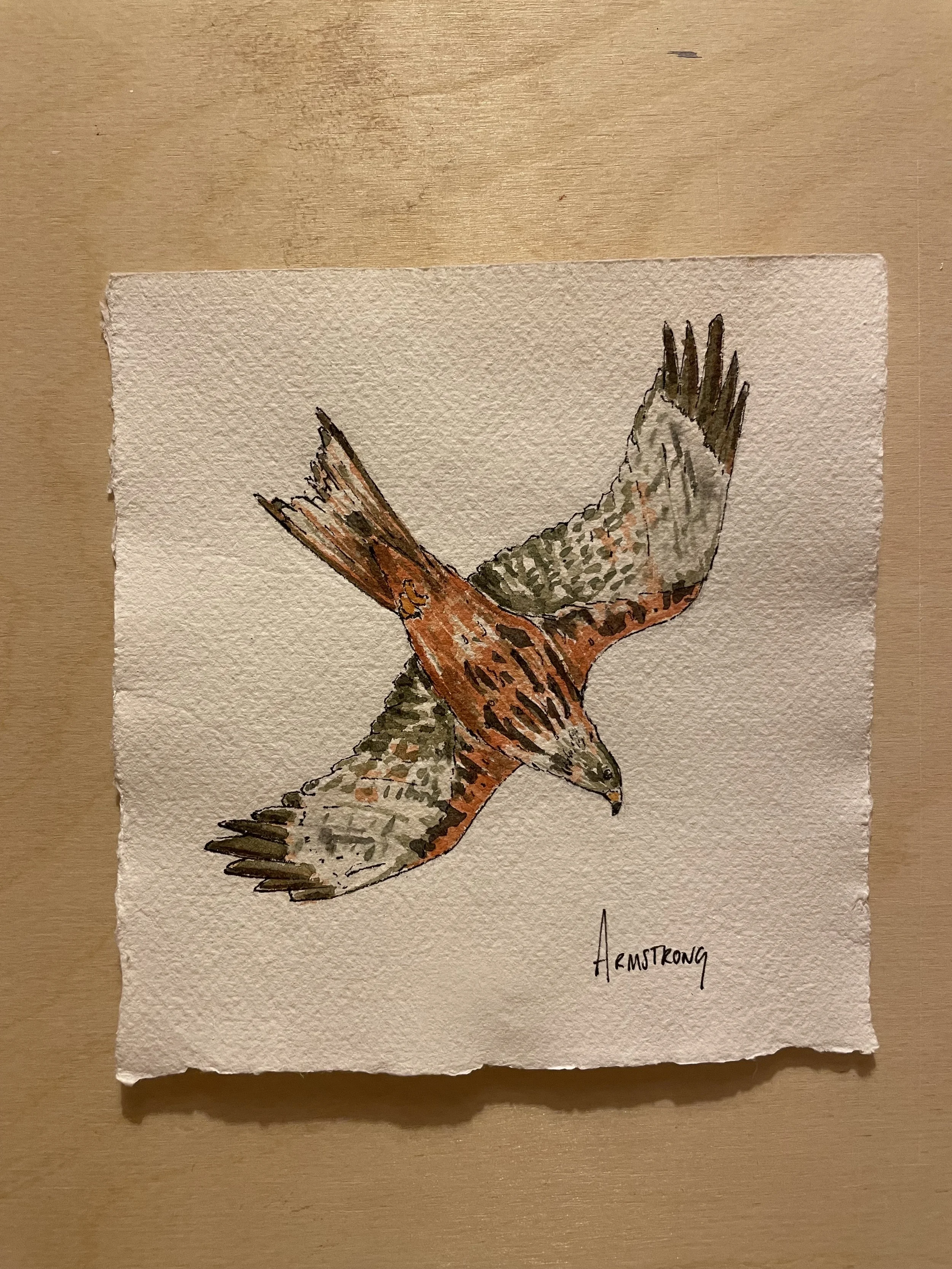 red kite 1.jpeg