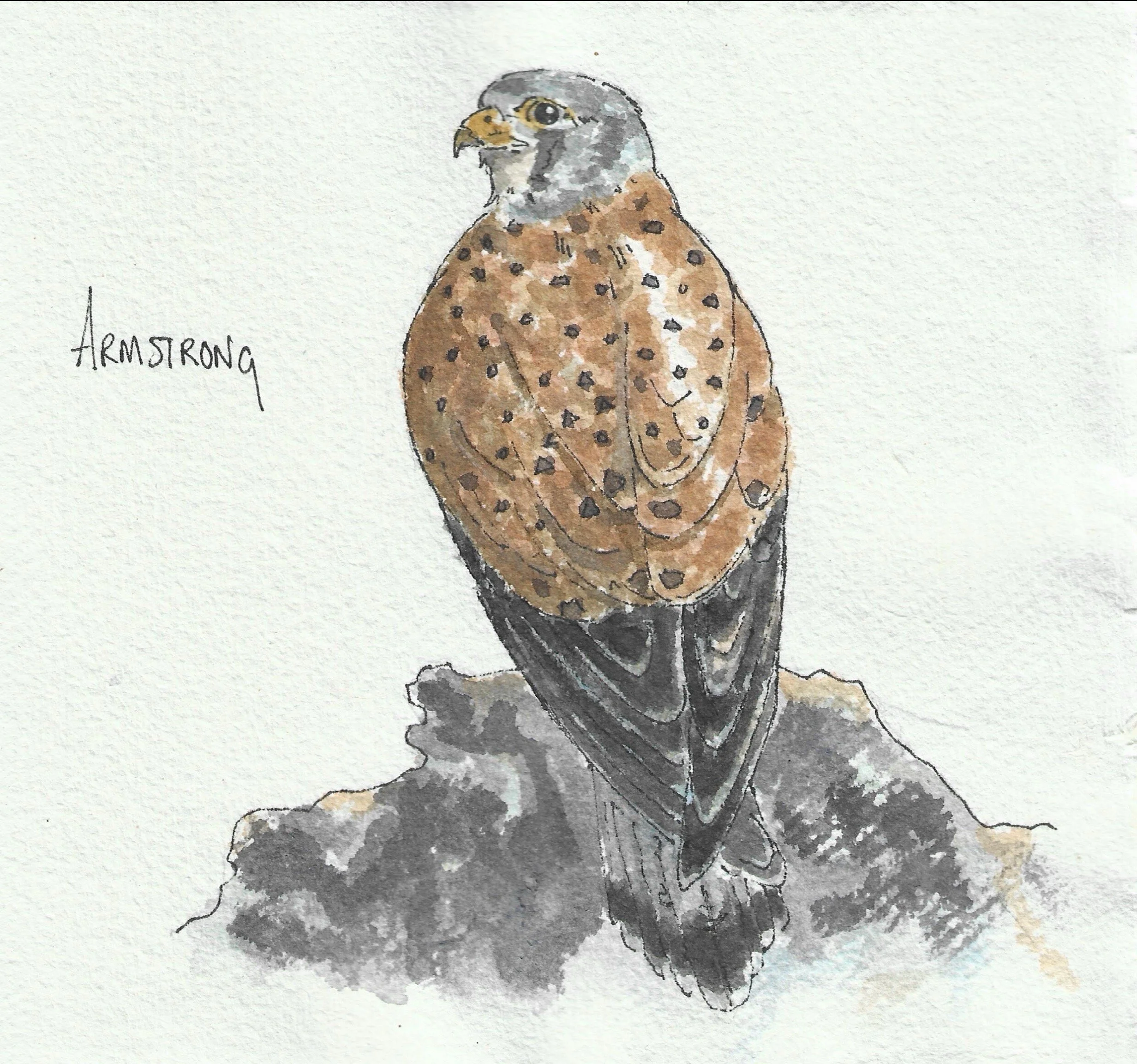 Kestrel (15cm x 15cm)