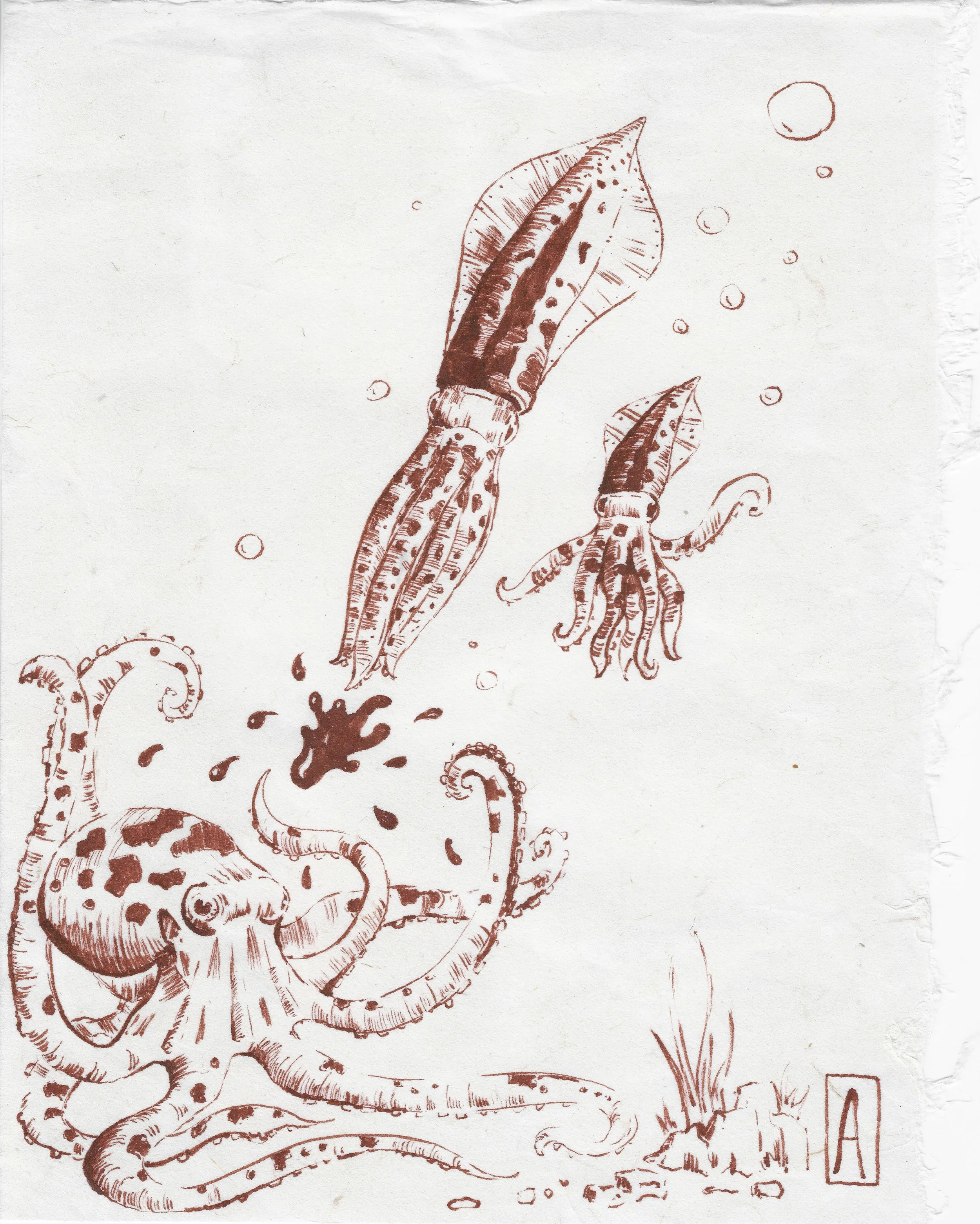 squid attack 19.5x26cm.jpeg