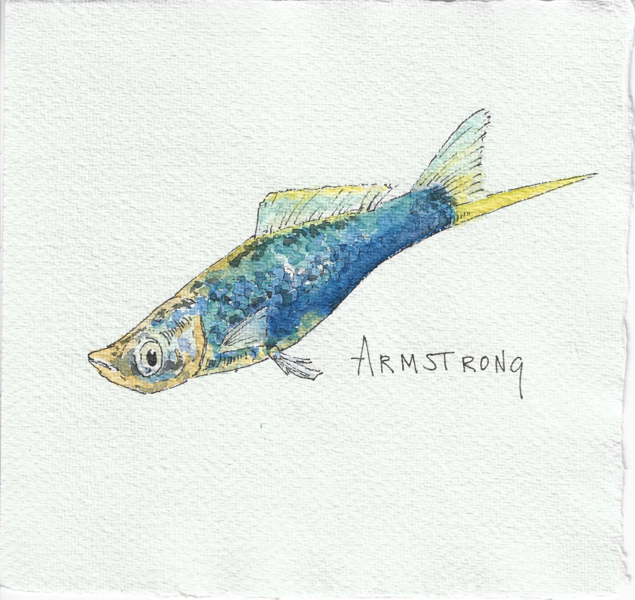 swordtail 15x15cm.jpeg