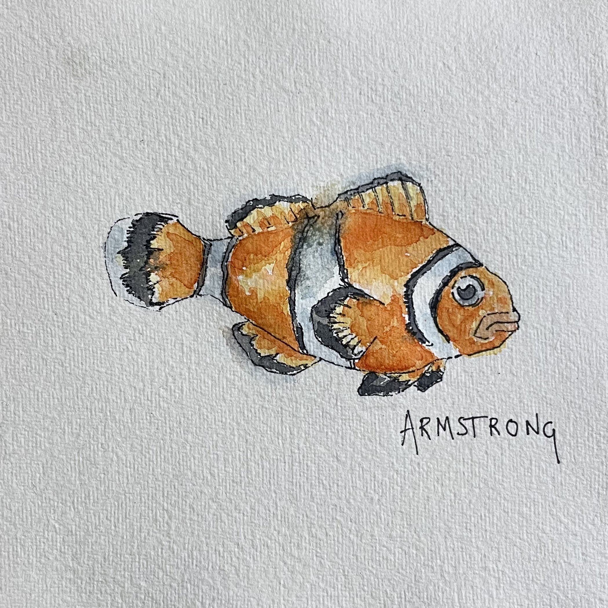 Watercolor painting of a clownfish with orange, white, and black markings, labeled 'Armstrong'.