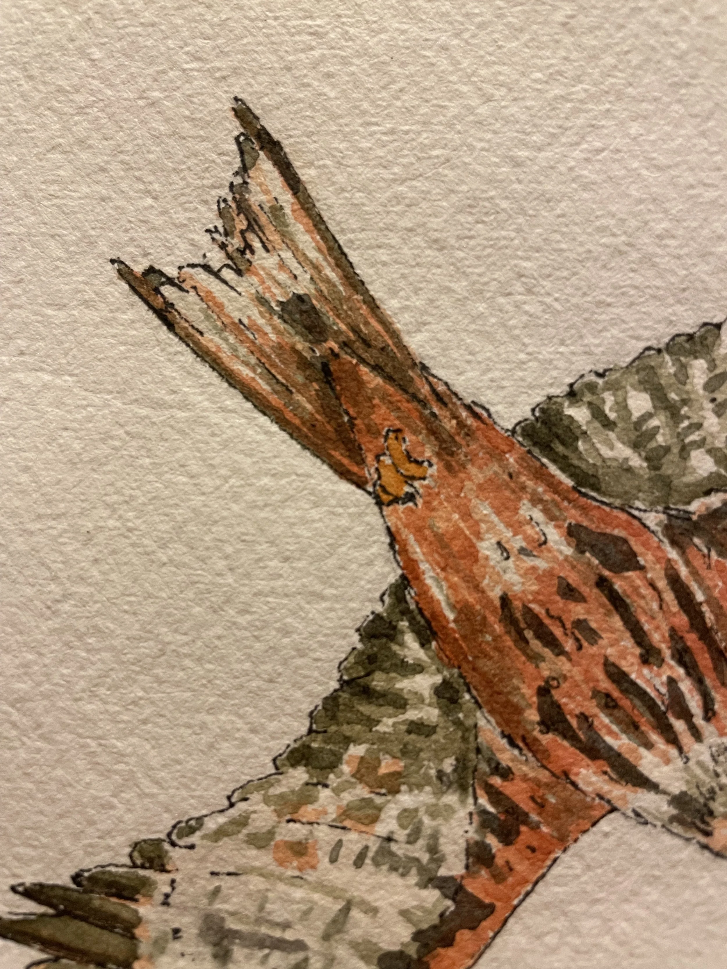 red kite 4.jpeg