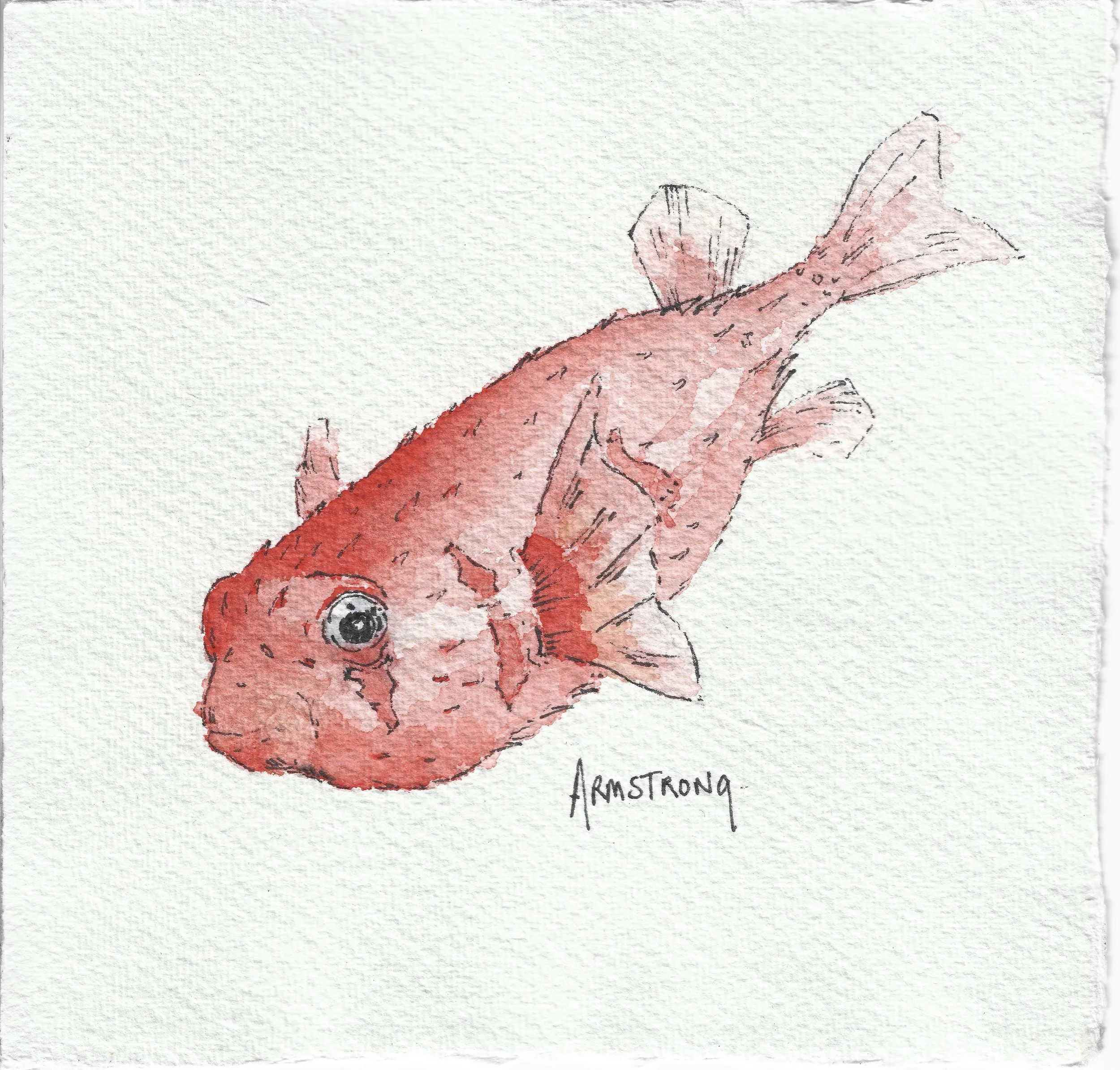 Puffer fish.jpg