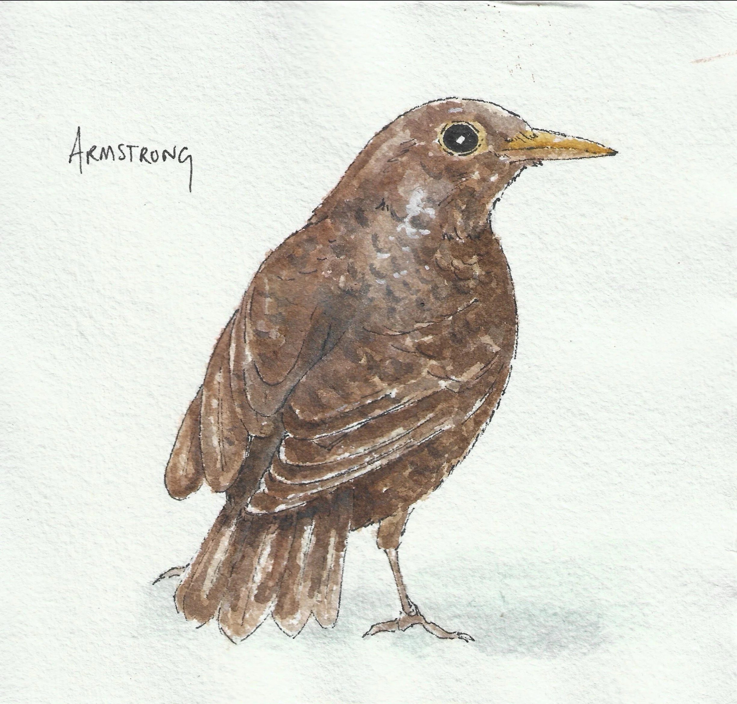 Female blackbird.jpg