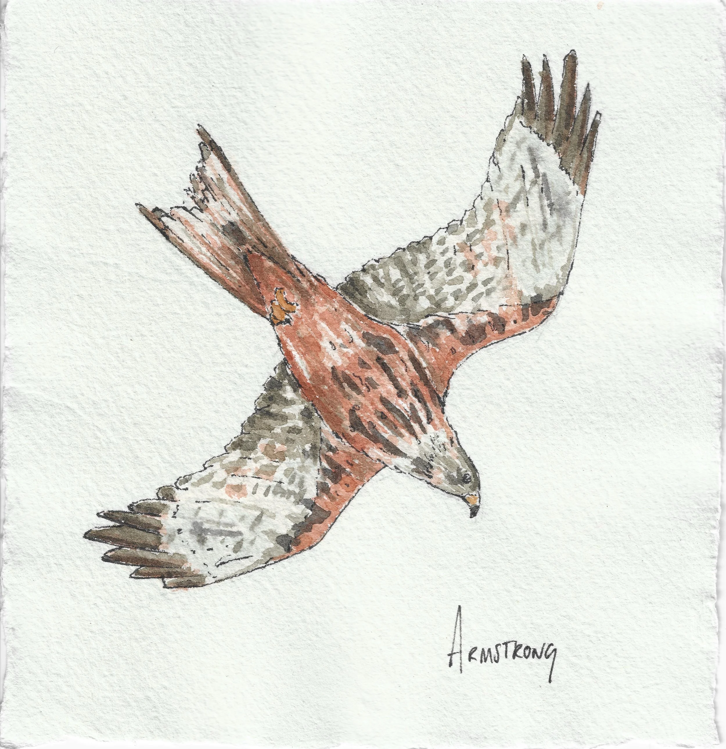 Red Kite (15cm x 15cm