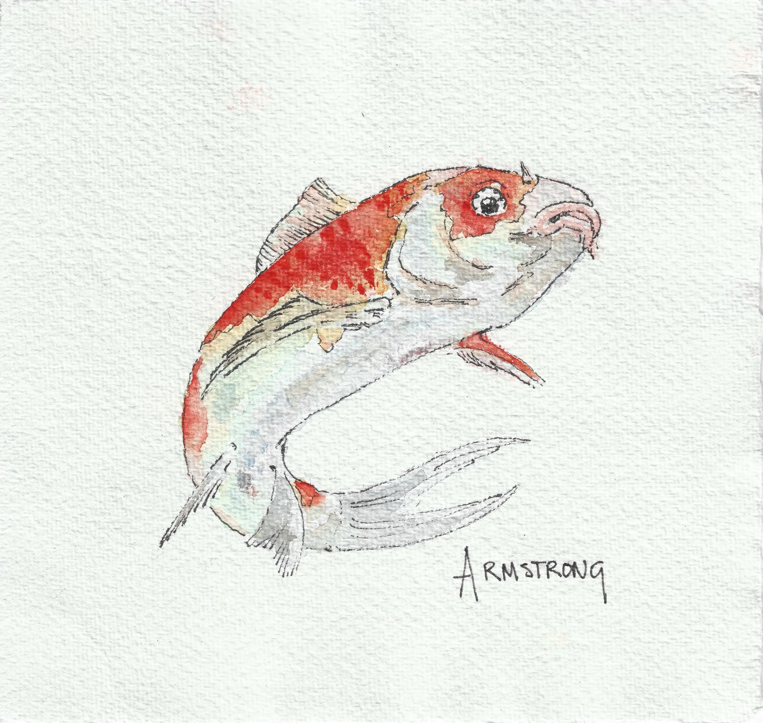 Koi carp 15 x 15cm.jpeg