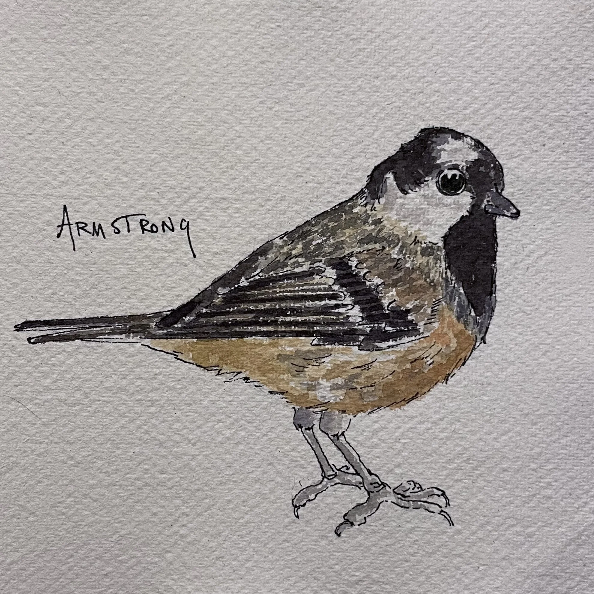 A detailed illustration of a sparrow perched, labeled 'Armstrong'.