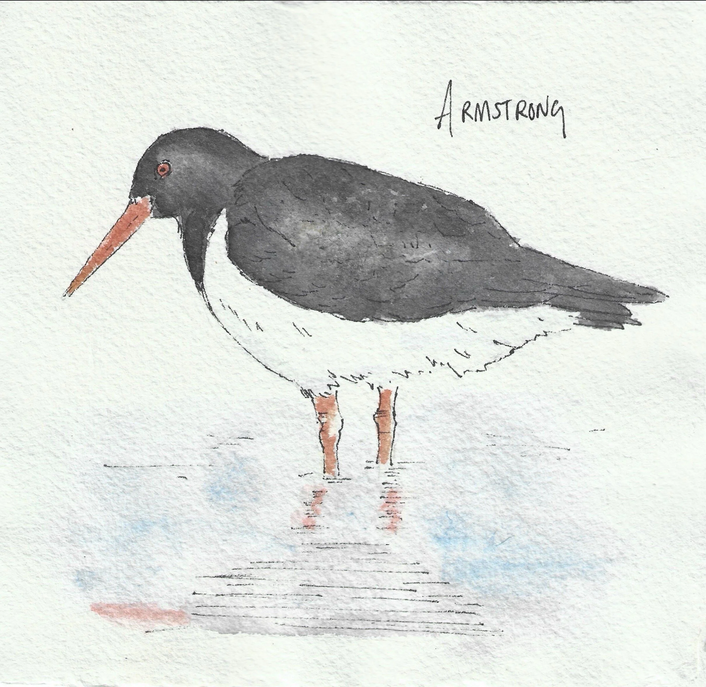 Oyster catcher.jpg