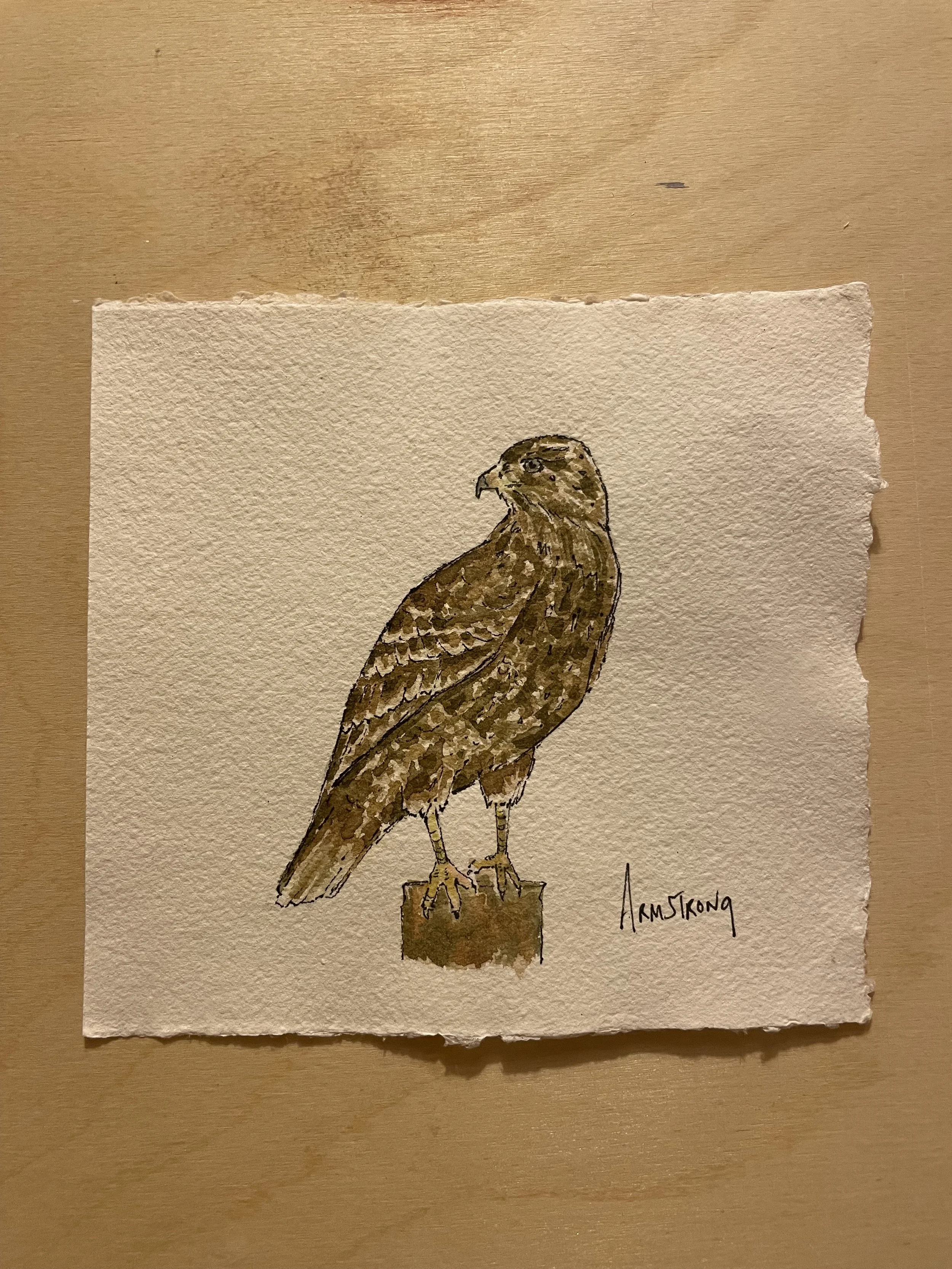 buzzard 1.jpeg