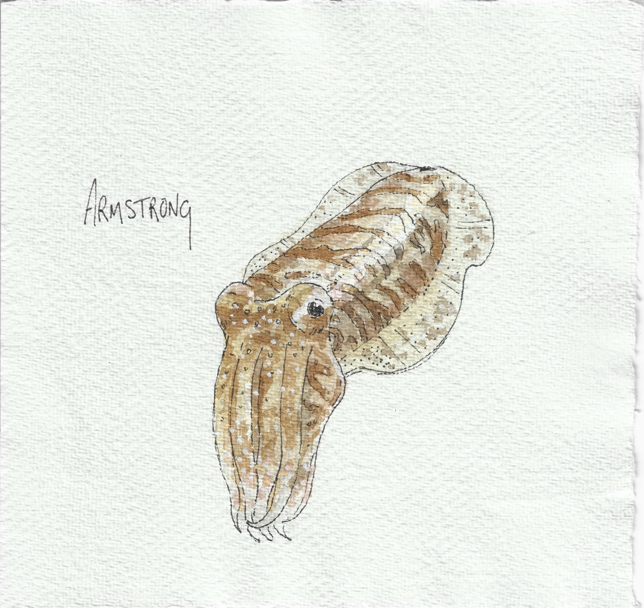 cuttlefish 15x15cm.jpeg